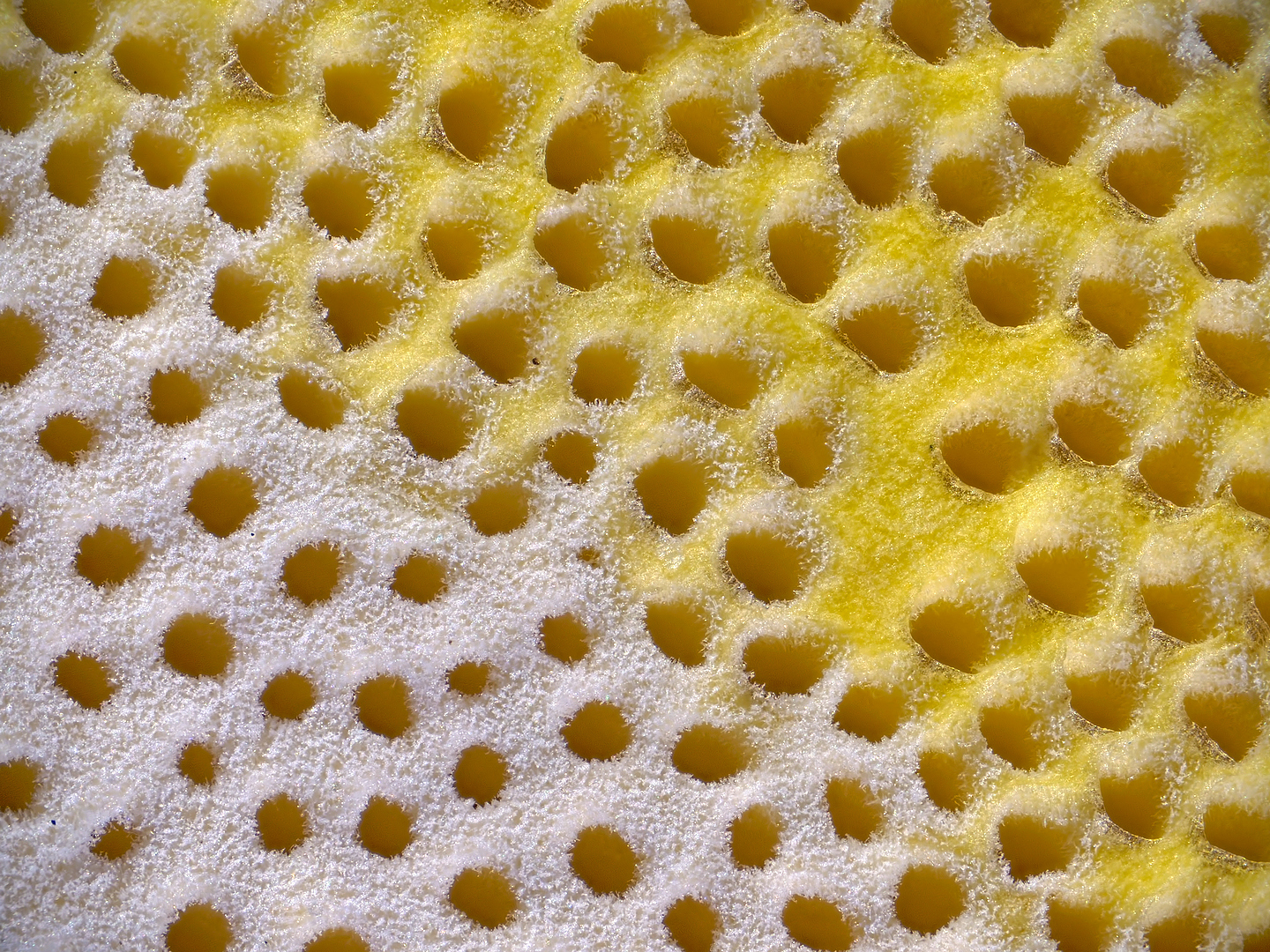 Mushroom colors - My, Macro photography, Microfilming, Mushrooms, Color, Trypophobia