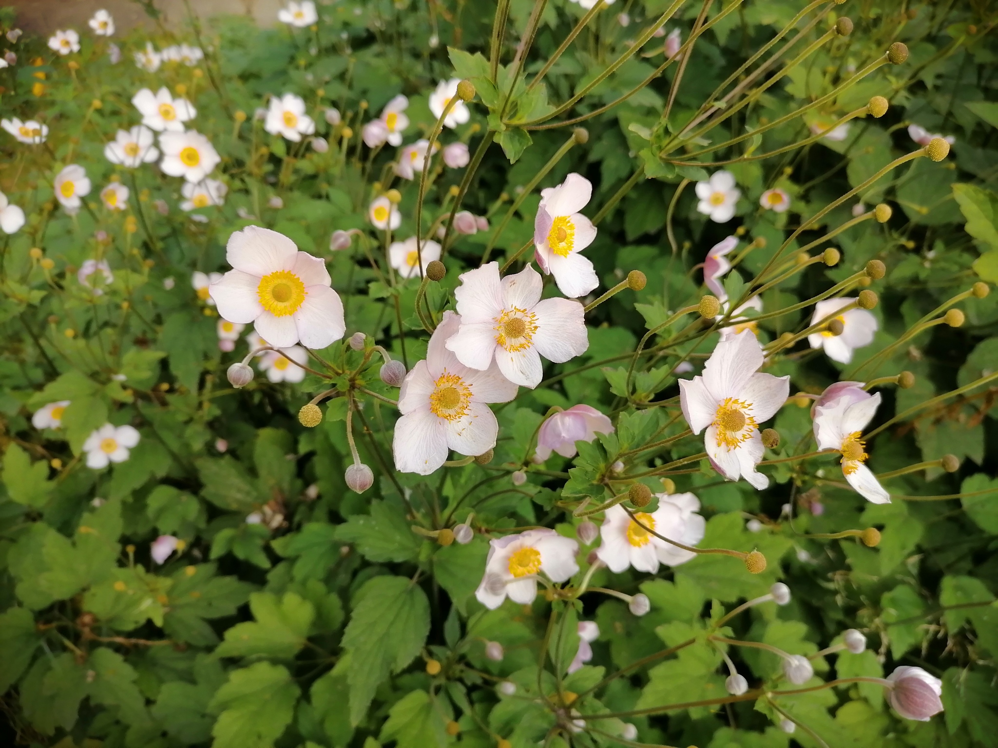 Autumn flowers - My, Autumn, Flowers, Dacha, Longpost