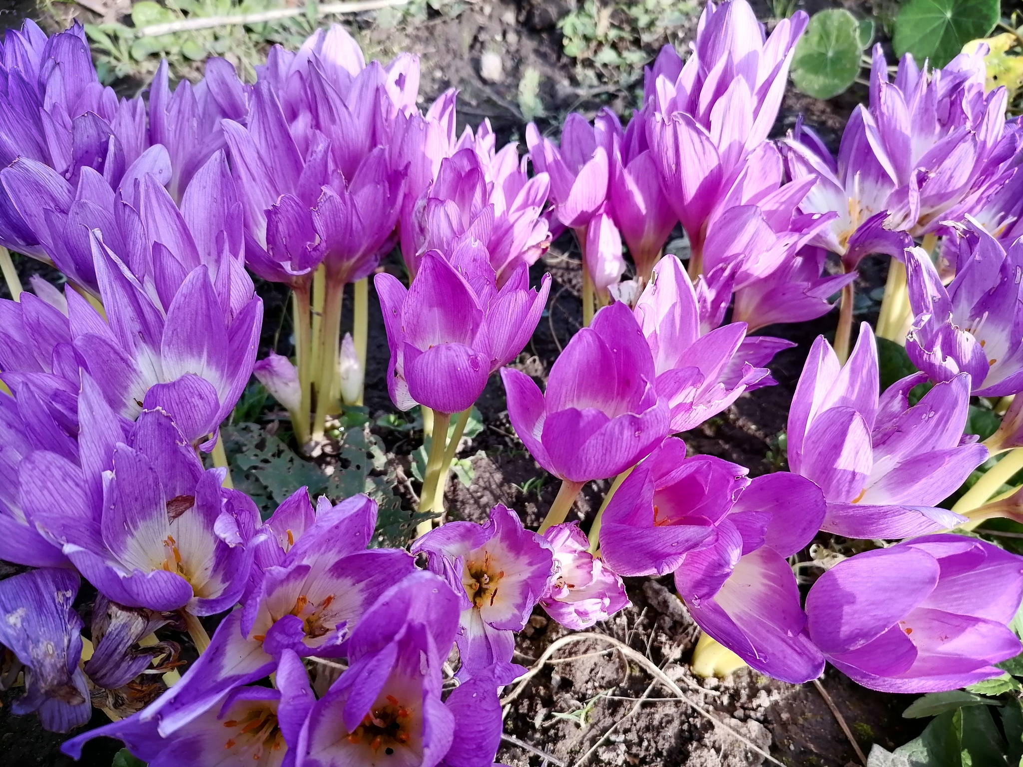 Autumn flowers - My, Autumn, Flowers, Dacha, Longpost