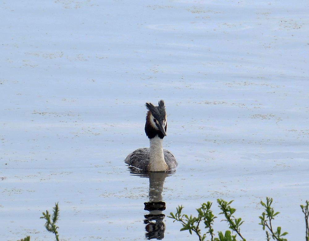 GREBE - My, Chomga, Birds, Ornithology, Hobby, Nature, Moscow region, Video, Longpost