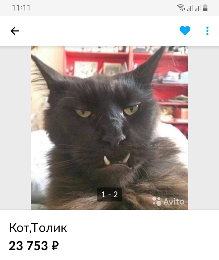 Купить Котенка Avito