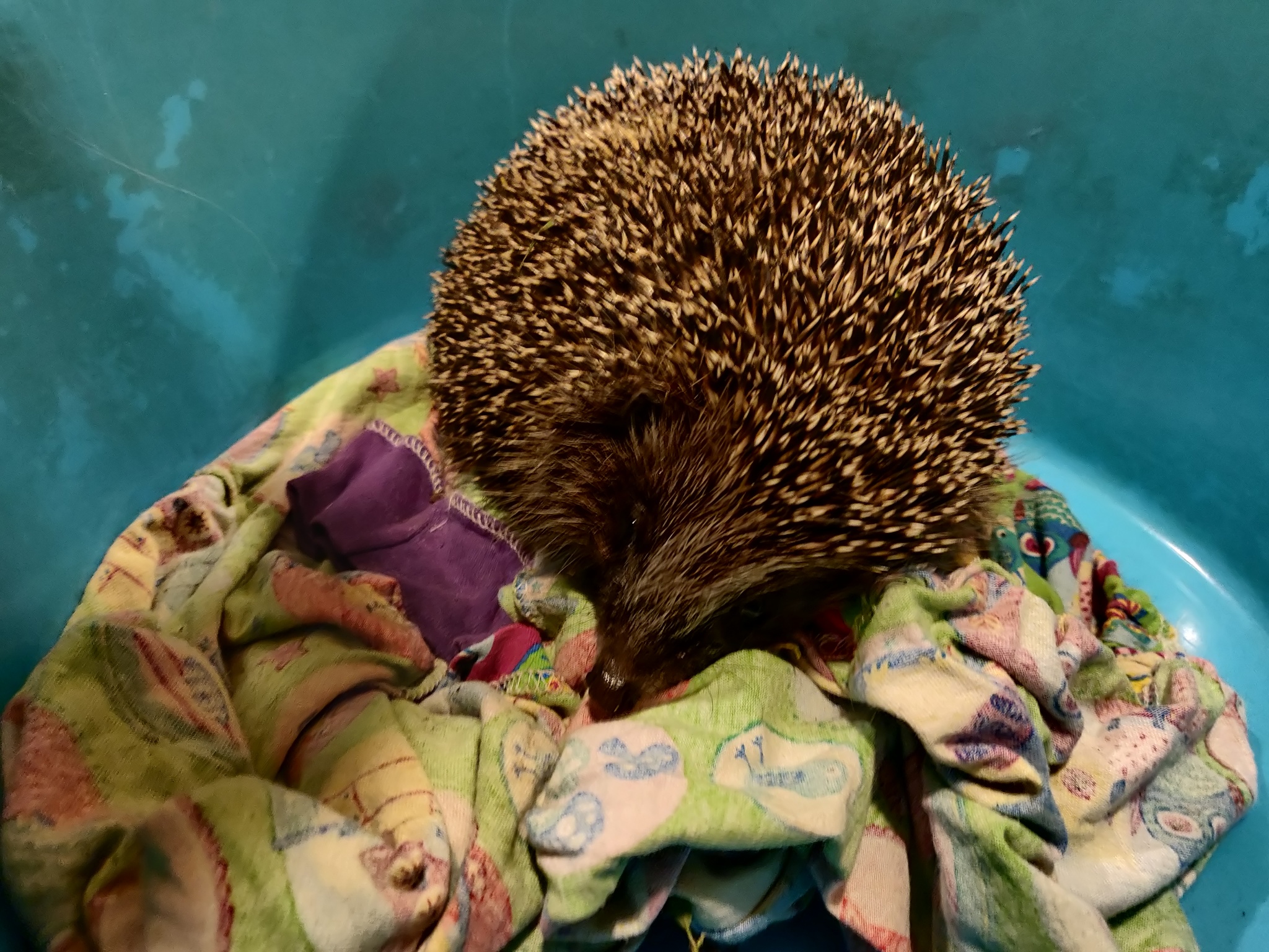 Hedgehog found in Nizhny Novgorod - My, Hedgehog, Found, Longpost