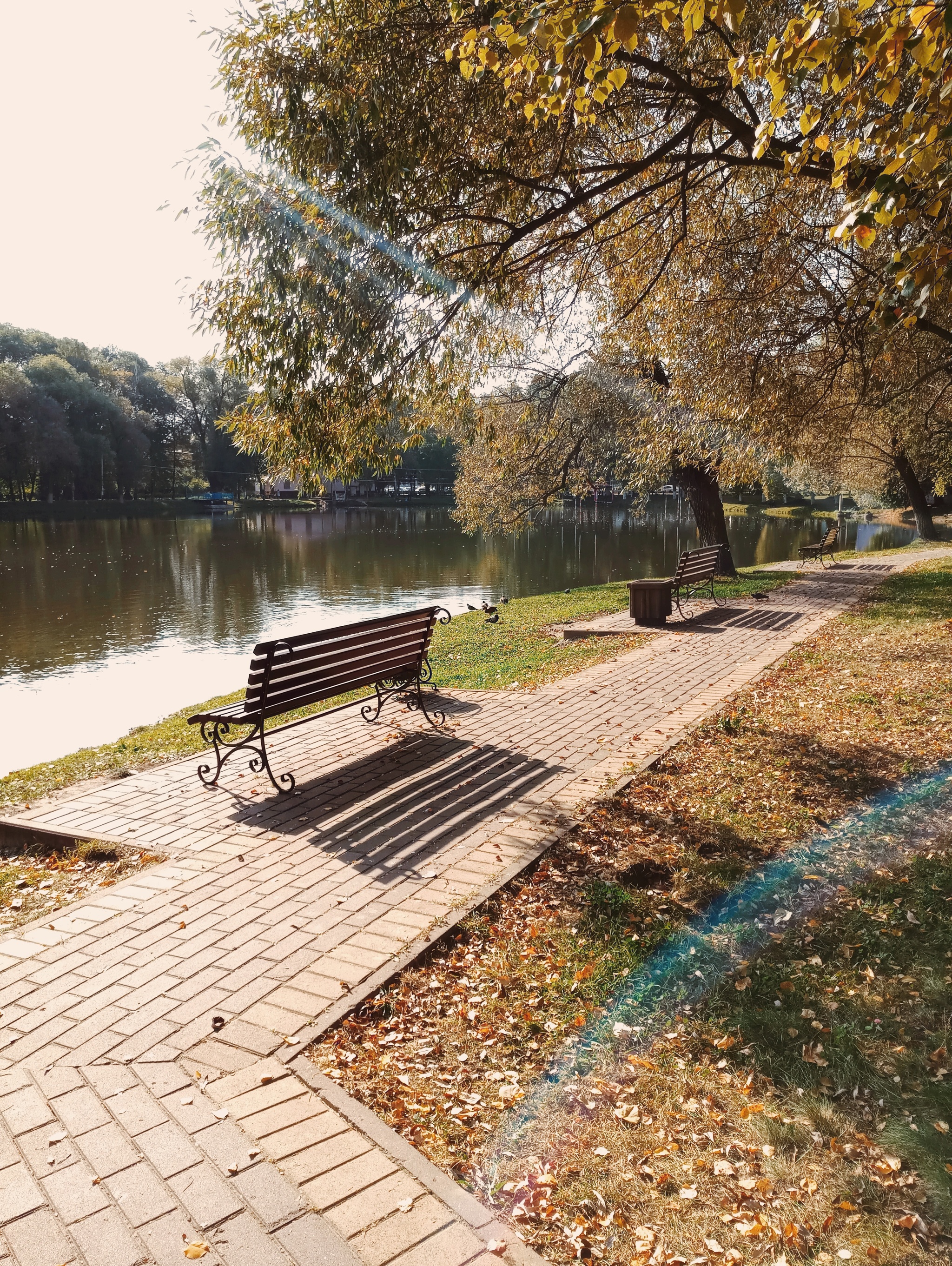 Amber colors of autumn - My, Autumn, Nature, Beginning photographer, Longpost, The photo