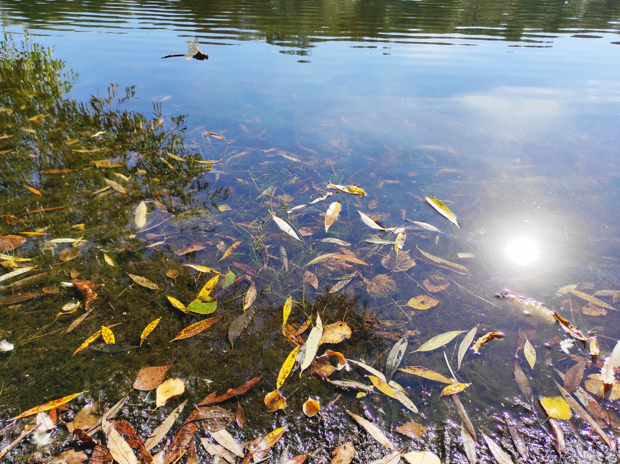 Amber colors of autumn - My, Autumn, Nature, Beginning photographer, Longpost, The photo