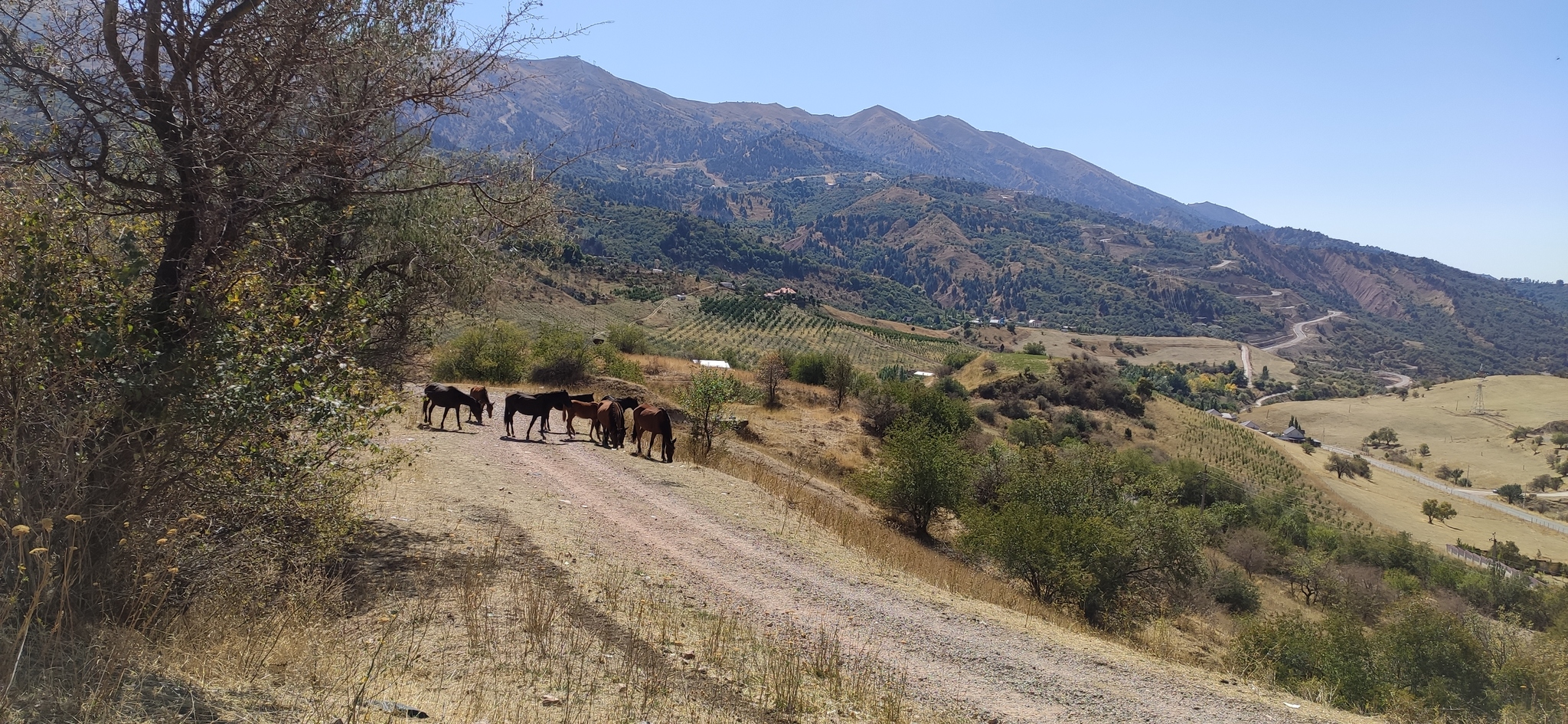 Cycling in the Chimgan Mountains - My, Uzbekistan, Chimgan, Bike ride, Longpost, Travels