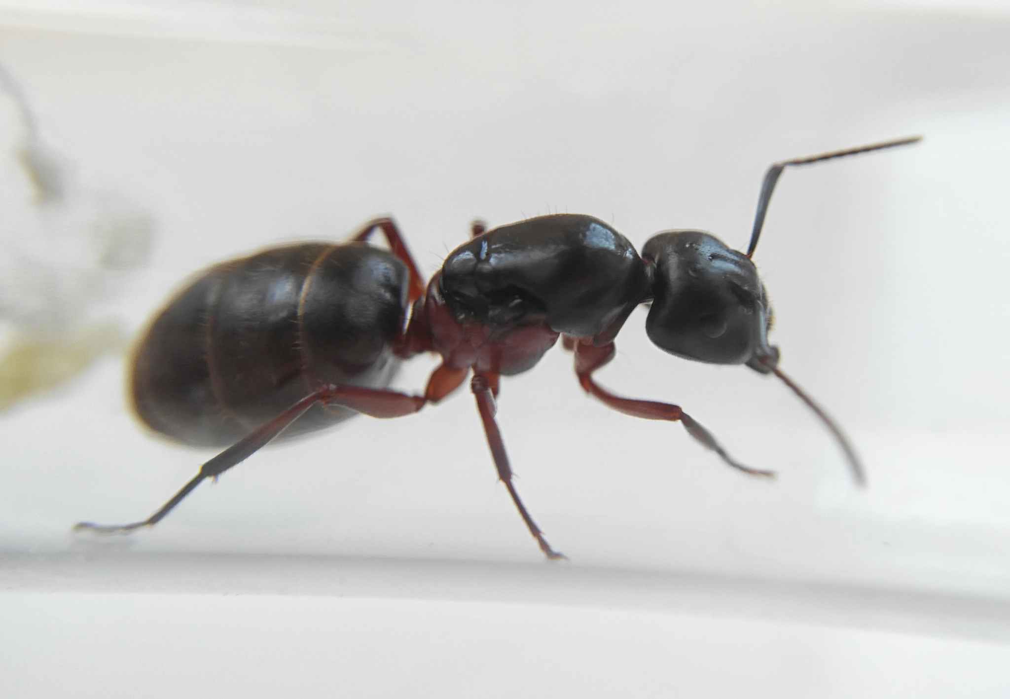 Вопрос по Camponotus herculeanus | Пикабу