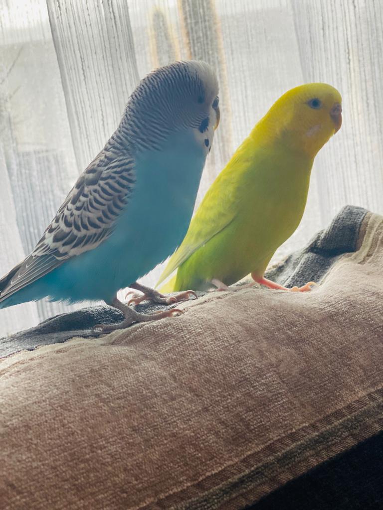 Budgerigars - now let's talk about the advantages) - My, Budgies, Catch the wave!, Positive, Longpost