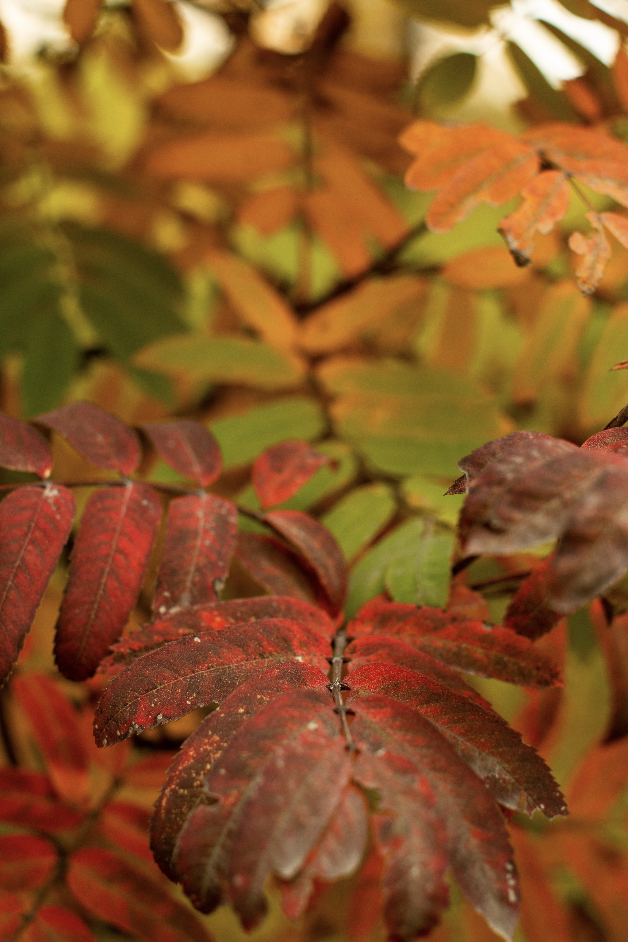 Autumn palette - My, Autumn, The photo, Leaves, Rowan, Longpost