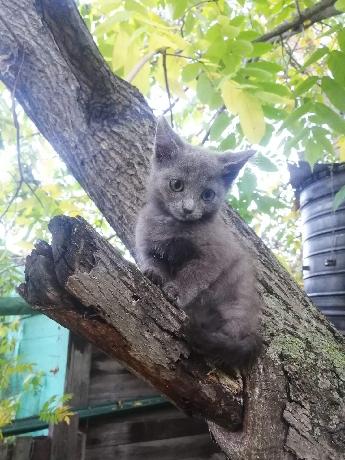 Novosibirsk and Ordynsky district. Looking for a home for kittens - My, Novosibirsk, Ordynskoye, Longpost, No rating, In good hands, Animals, Kittens, cat