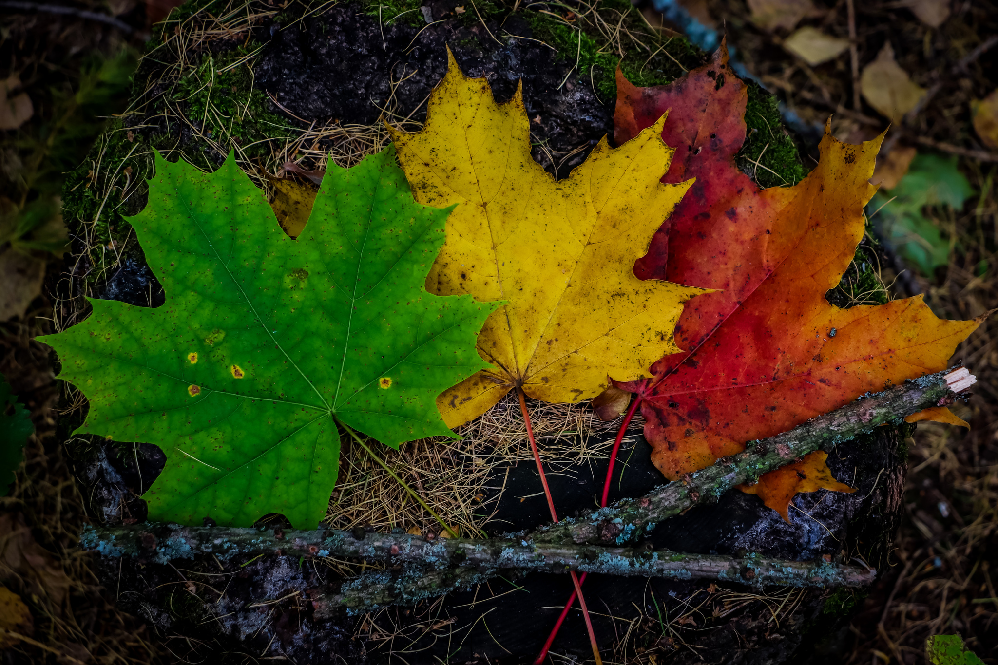 Autumn - My, The photo, Autumn, Nature, Leaves, Longpost, Autumn leaves