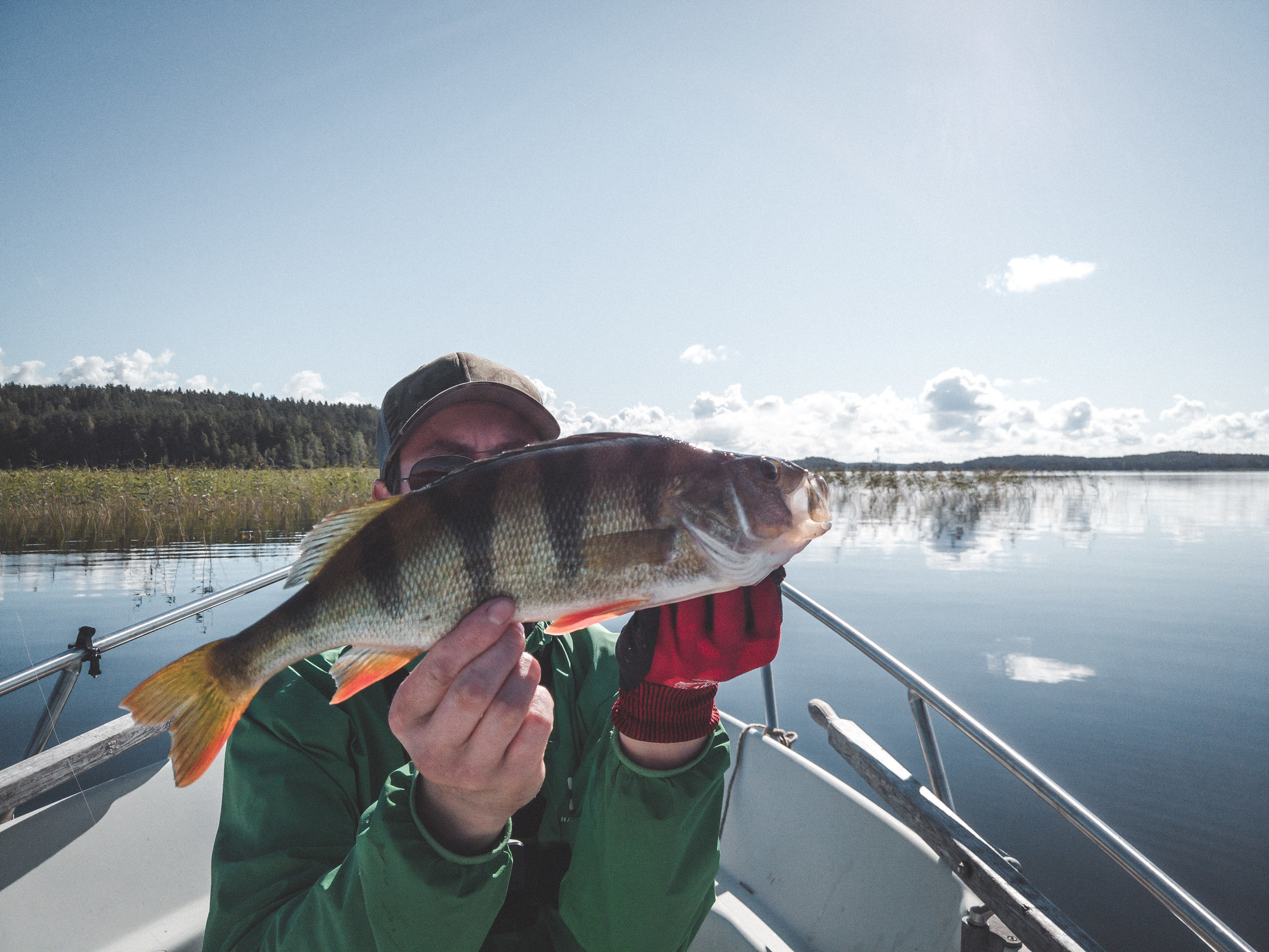 We catch perch at dawn. Perch chasing fry - My, Perch, Spinning, Video, Longpost, Fishing, Hunting and fishing