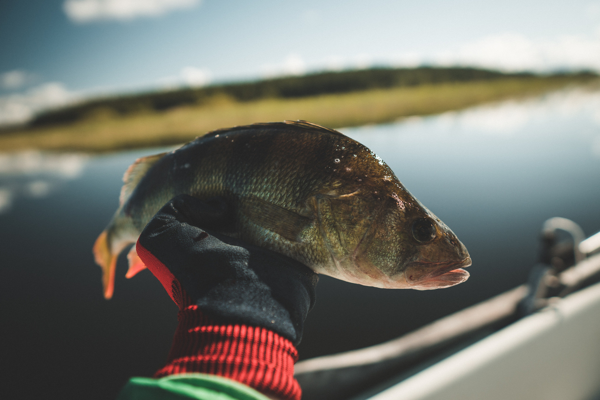 We catch perch at dawn. Perch chasing fry - My, Perch, Spinning, Video, Longpost, Fishing, Hunting and fishing