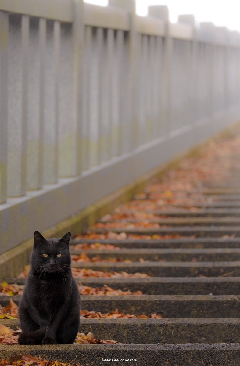 Autumn black^) - cat, Twitter, Autumn, The photo, Black cat