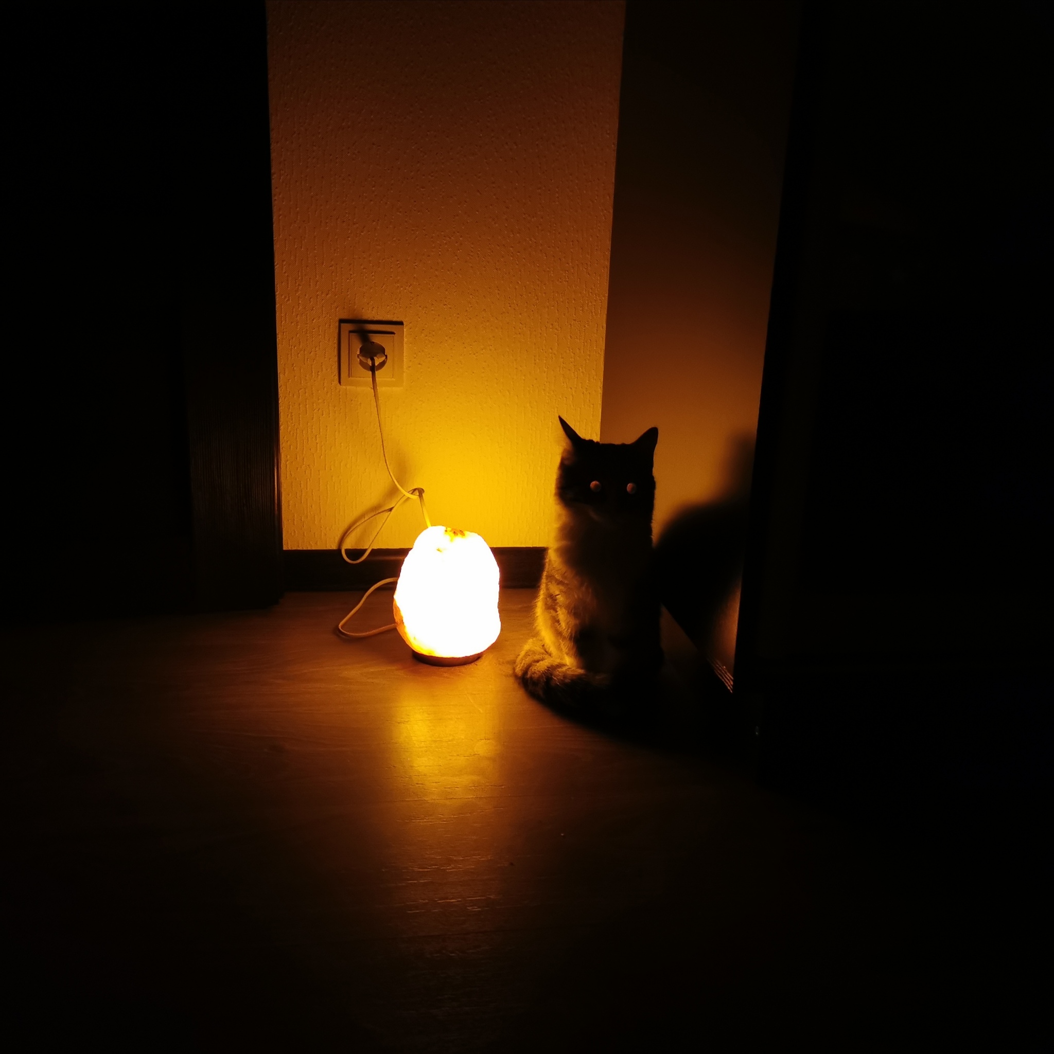 Catolamp - My, Pets, Cat with lamp, Longpost, cat