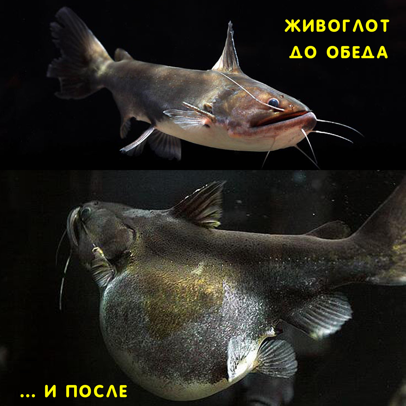 Рыба Живоглот Фото
