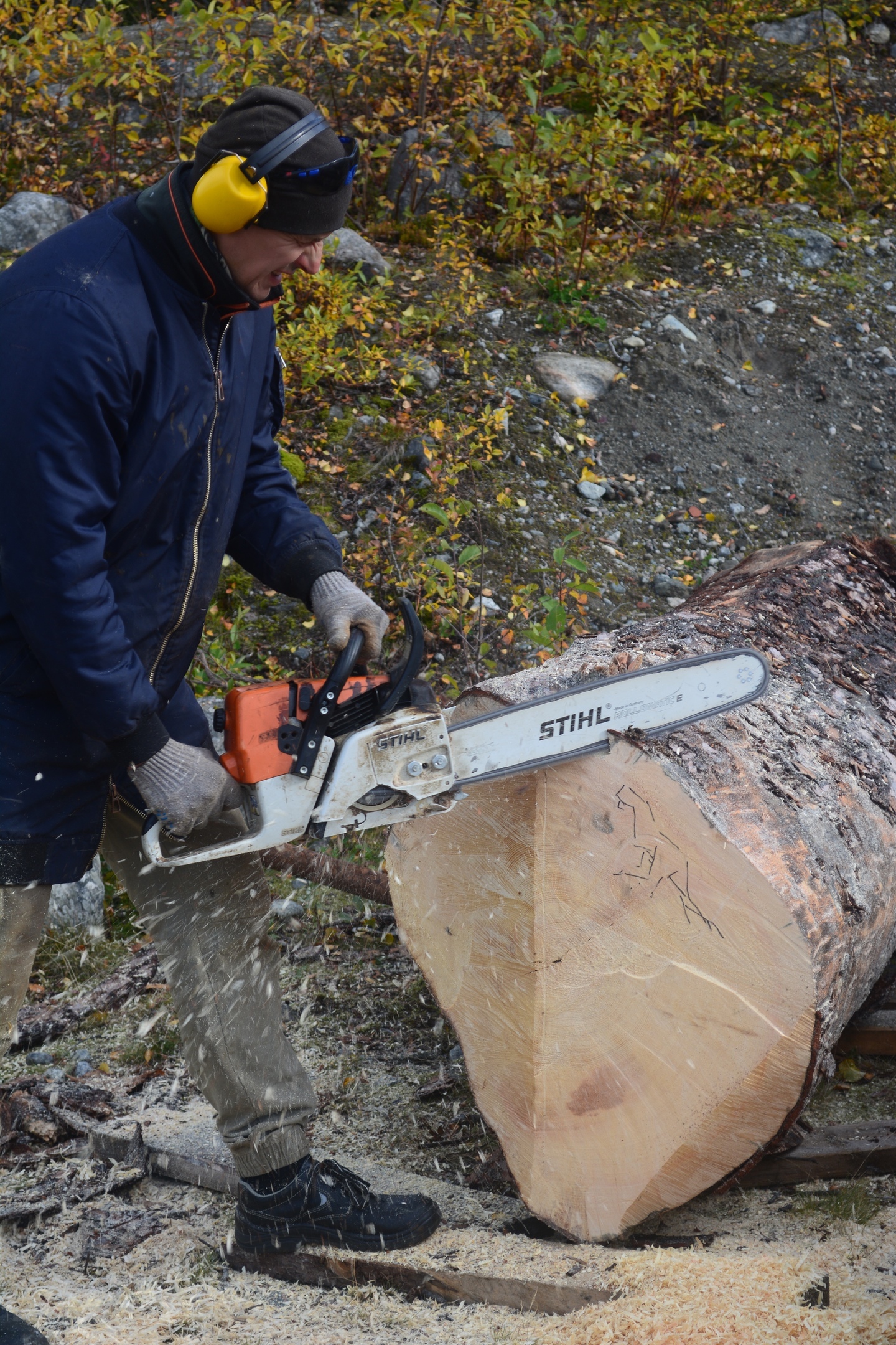 The era of dinosaurs in the Arctic. Chainsaw carving - My, Wood carving, Thread, Wood sculpture, Tree, Carving, Woodworking, The photo, Dinosaurs, Longpost, Video