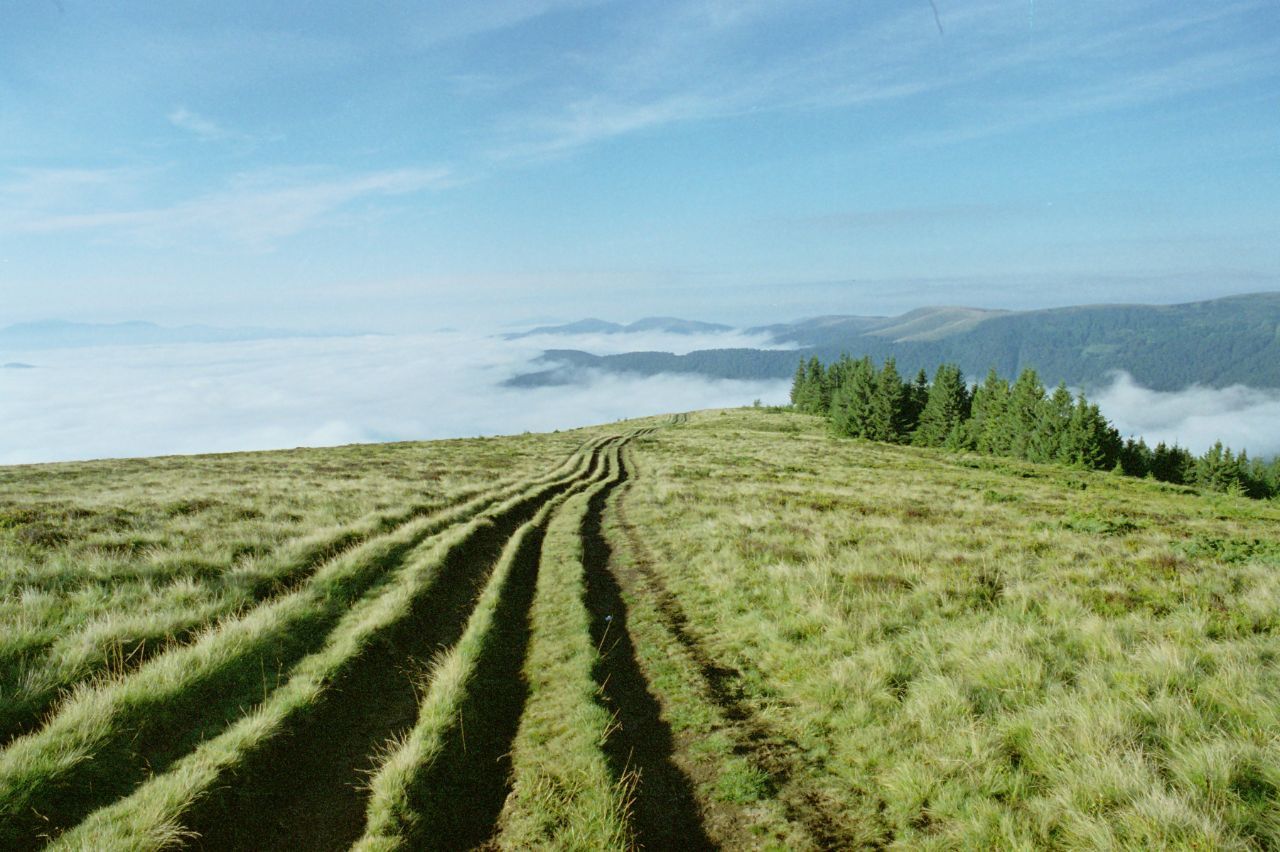 Carpathians (35mm no filter) - My, Olympus, 35mm, Film, Carpathians, Nature, Forest, Summer, Longpost