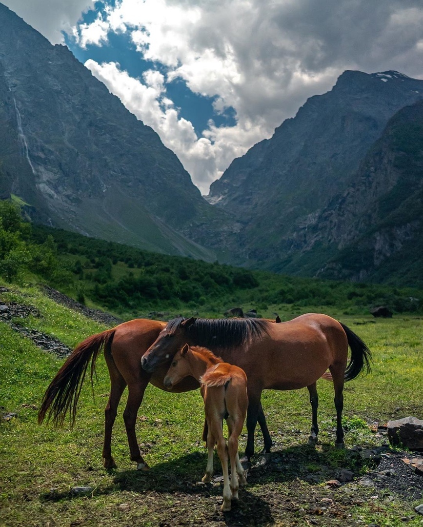 North Ossetia Alania - The photo, Nature, Russia, North Ossetia Alania, The mountains, Sky, Clouds, Flowers, Horses, Lake, Forest, Longpost