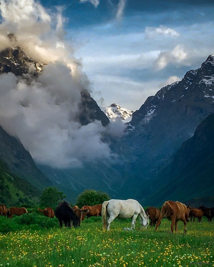 North Ossetia Alania - The photo, Nature, Russia, North Ossetia Alania, The mountains, Sky, Clouds, Flowers, Horses, Lake, Forest, Longpost