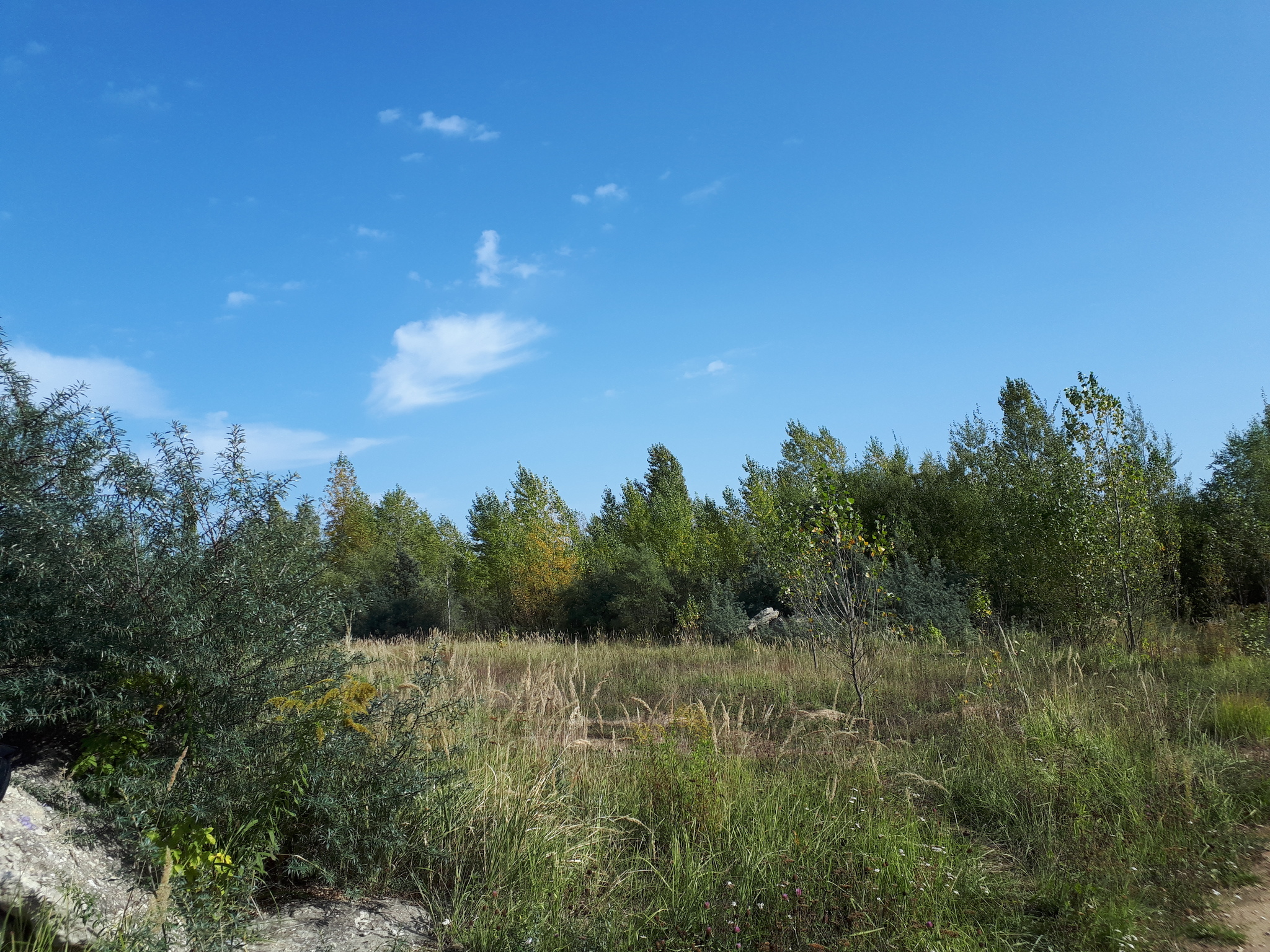 We went for sea buckthorn - Walk, Sea buckthorn, Joy, Longpost