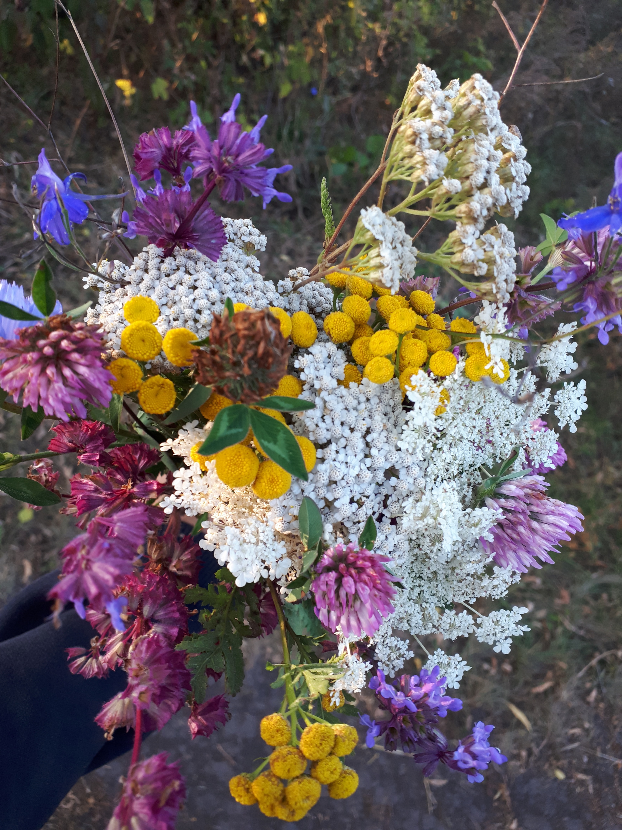 We went for sea buckthorn - Walk, Sea buckthorn, Joy, Longpost