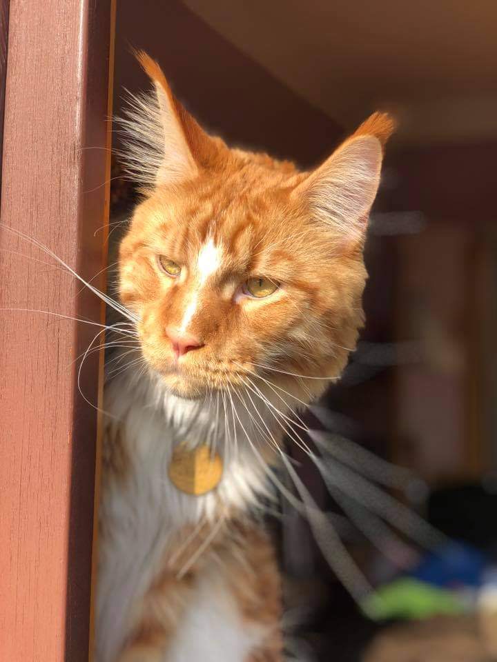 Autumn color cat - cat, Maine Coon, Golden, Autumn, The sun, Redheads