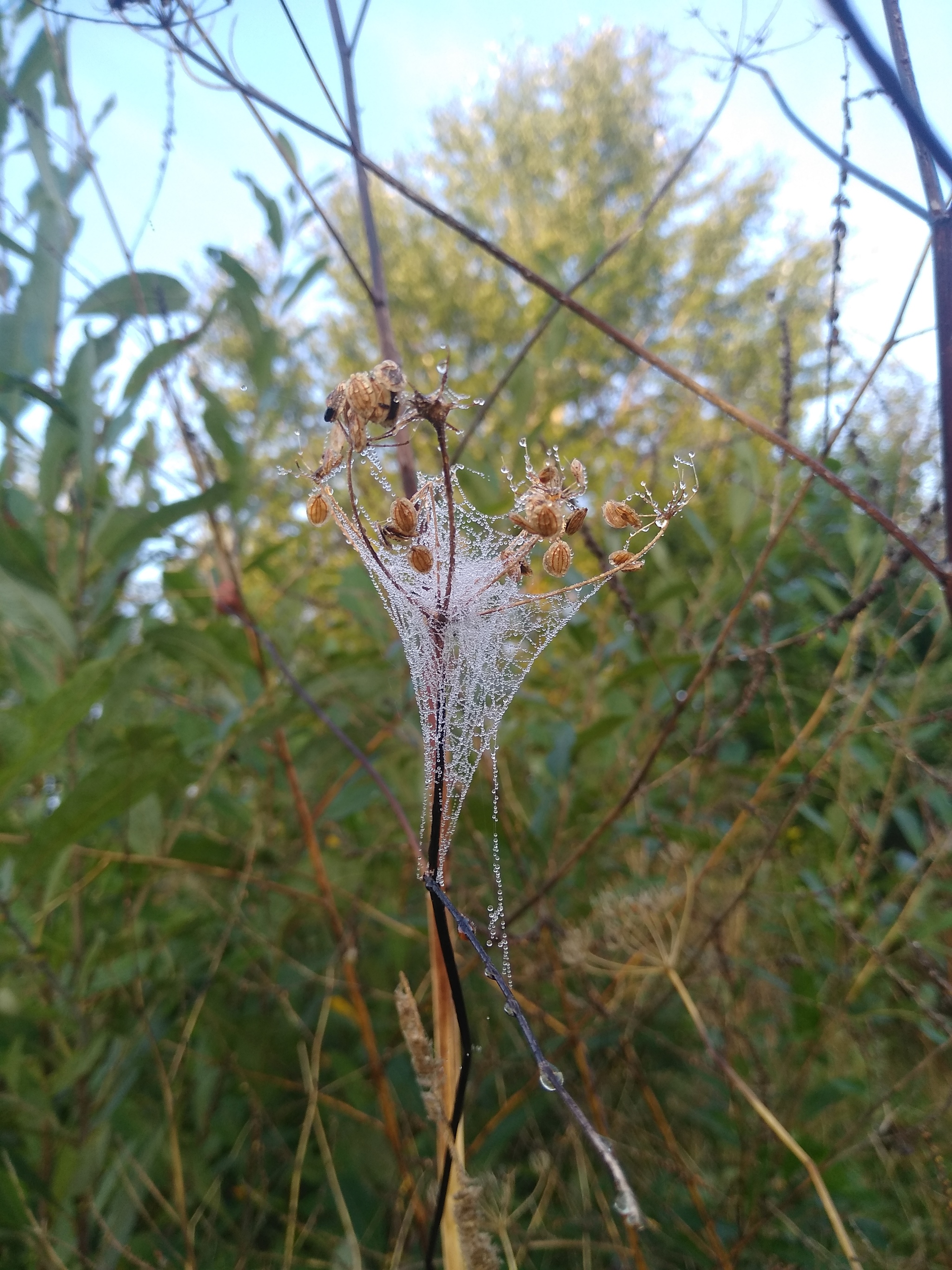 September - My, Brest, Longpost, Autumn, beauty of nature, Nature