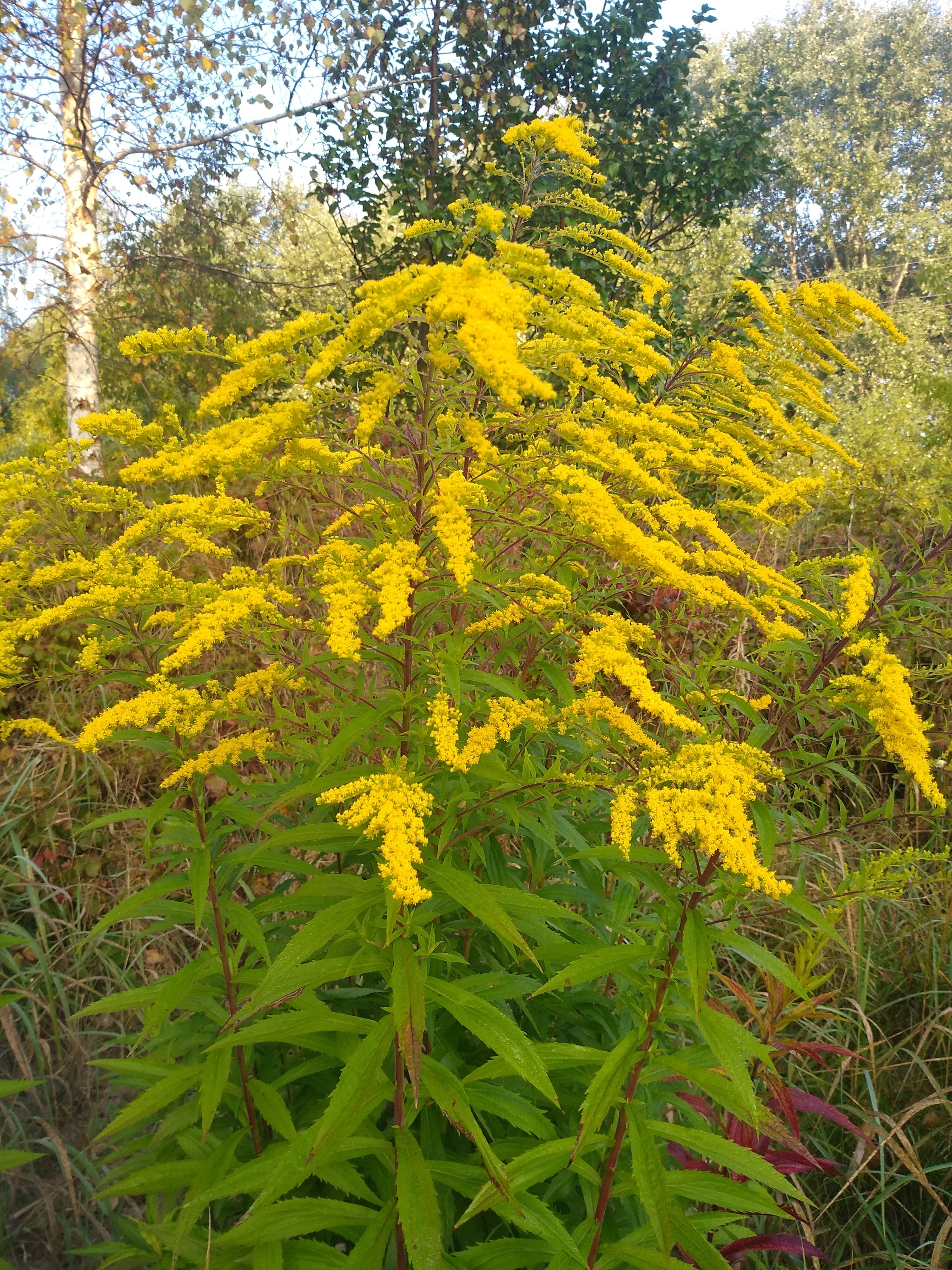 September - My, Brest, Longpost, Autumn, beauty of nature, Nature