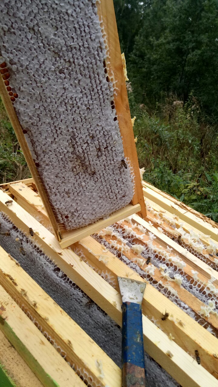 And again about wild honey - My, Apiary, Bees, Nature, Beekeeping, Honey, Longpost