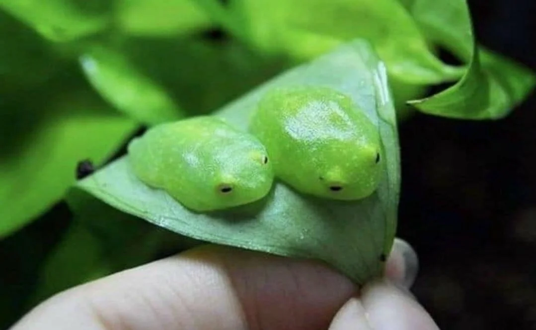 Glass frog: Who spat on the leaf? Invisible people with transparent body - Frogs, Glass, Animals, Yandex Zen, Longpost