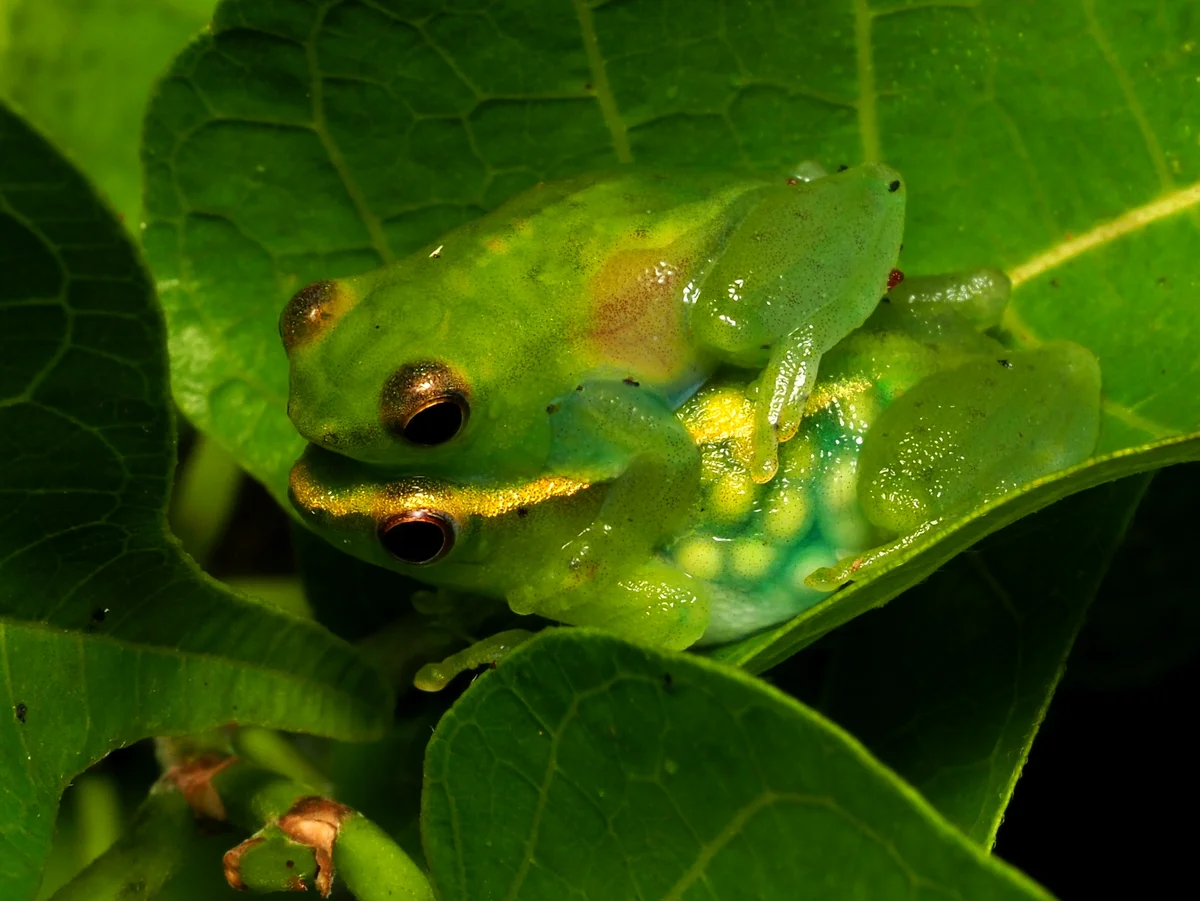 Glass frog: Who spat on the leaf? Invisible people with transparent body - Frogs, Glass, Animals, Yandex Zen, Longpost