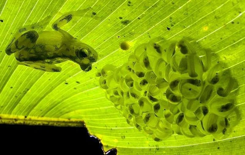 Glass frog: Who spat on the leaf? Invisible people with transparent body - Frogs, Glass, Animals, Yandex Zen, Longpost