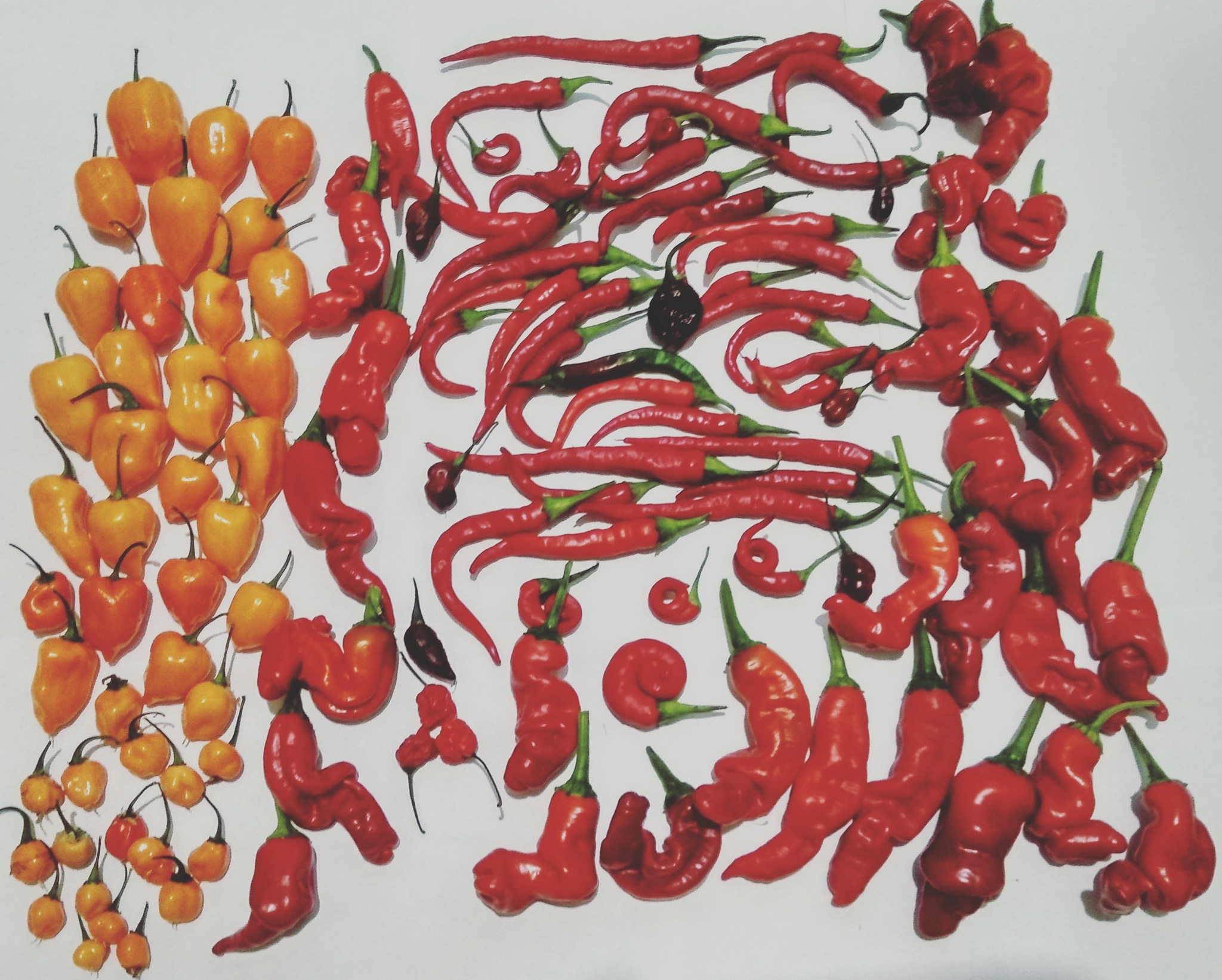 Pepper paintings - My, Pepper, Chilli, Creation, Gardening