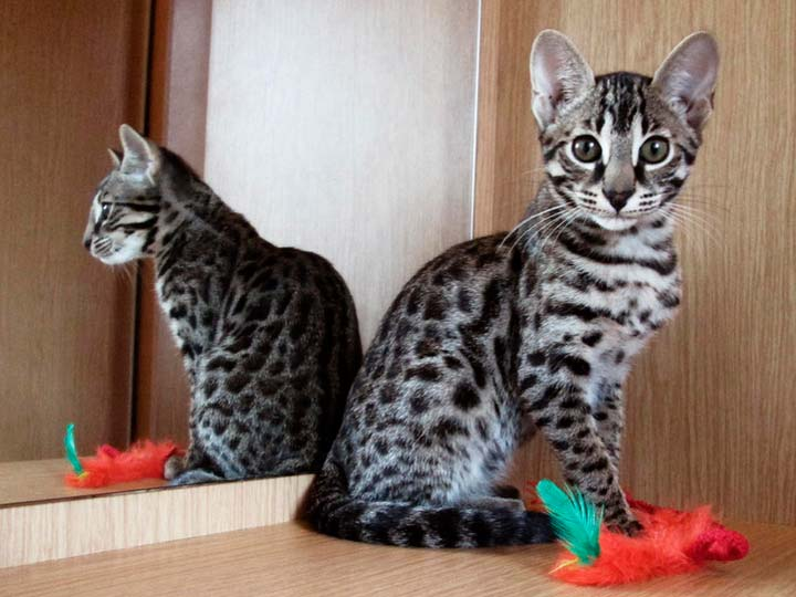 The most expensive and rare cats in the world Part 2 - cat, Animals, Milota, Longpost