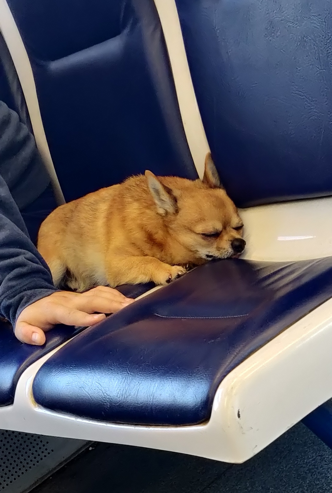Почему электричка собака. Собака в поезде. Электричка собака. Шпиц в поезде.