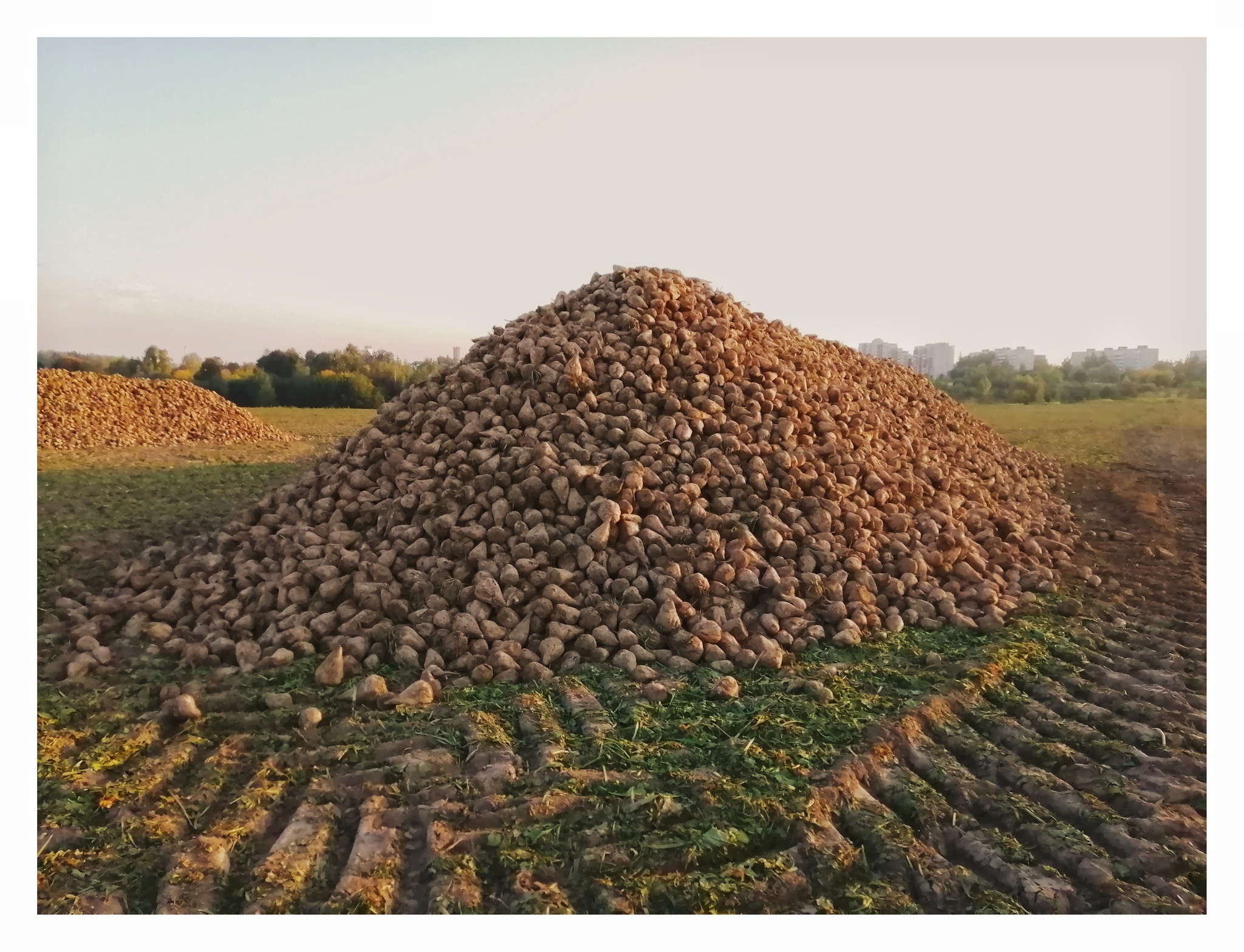 The apotheosis of the harvesting campaign - My, The photo, Republic of Belarus, Harvest, Beet, Сельское хозяйство, Friday tag is mine, The Apotheosis of War, Referral