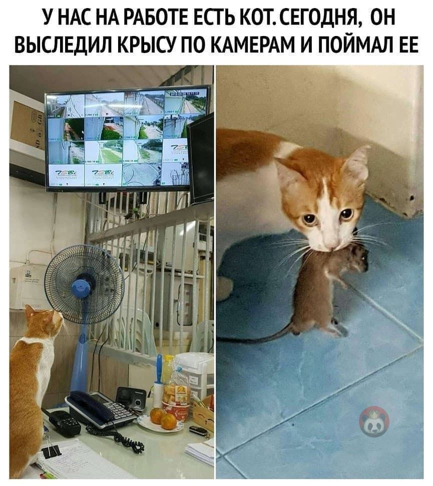 Крысы будут уничтожены - Юмор, Кот