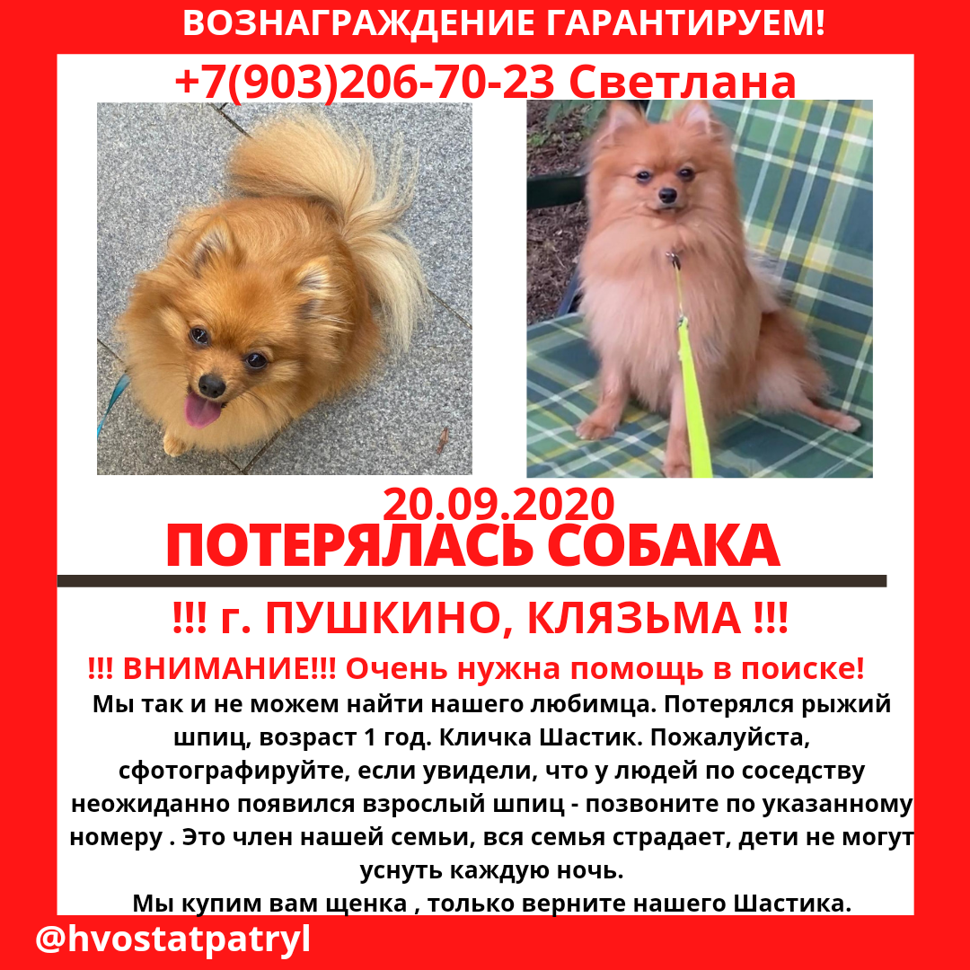 Lost red spitz - My, Spitz, Lost, The dog is missing, Dog, Help, Pushkino, No rating