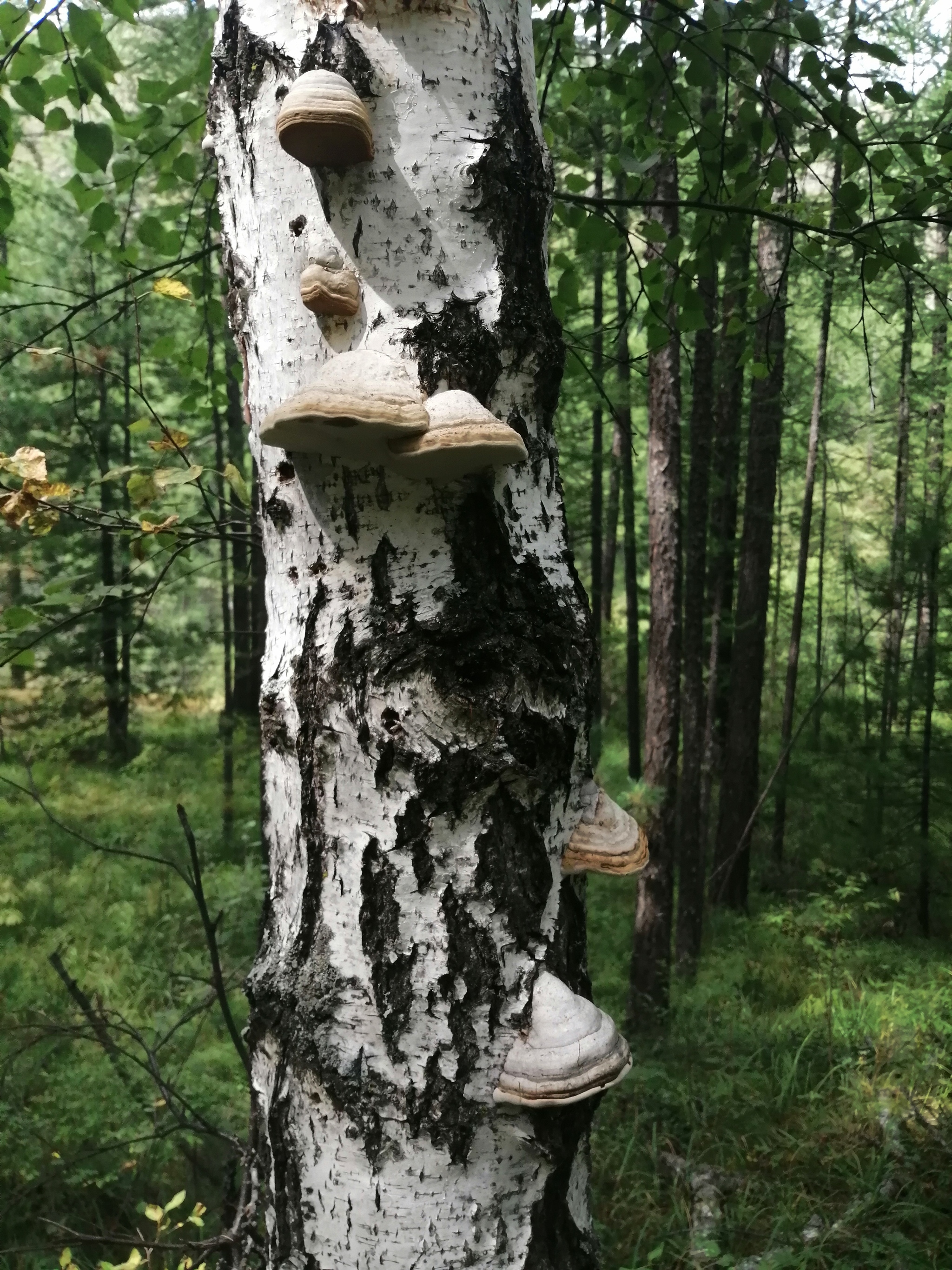 Mushrooms of Siberia - My, Mushrooms, Siberia, Nature, Longpost, beauty of nature