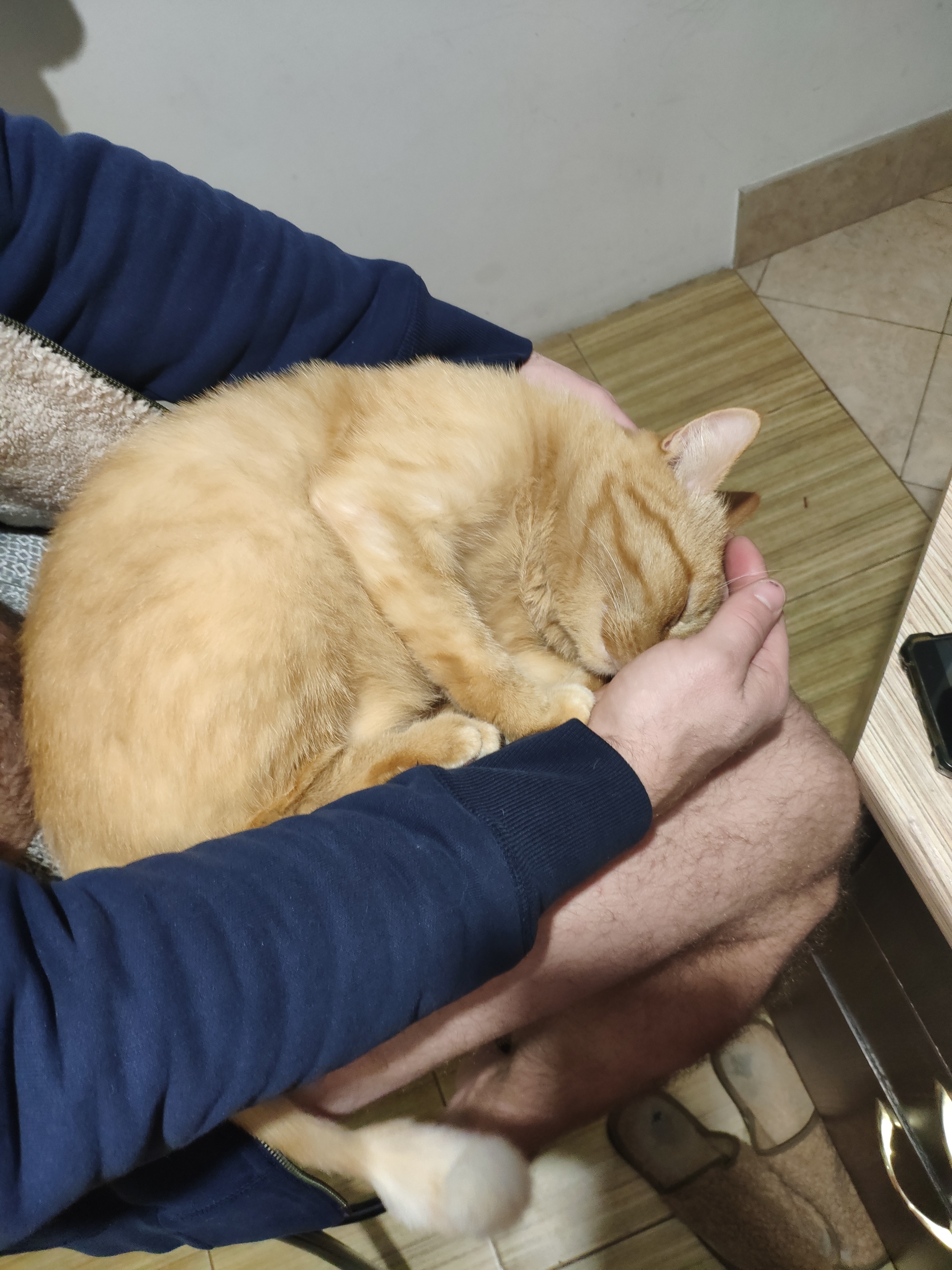 Kuzya - My, cat, Pets, Longpost, Redheads