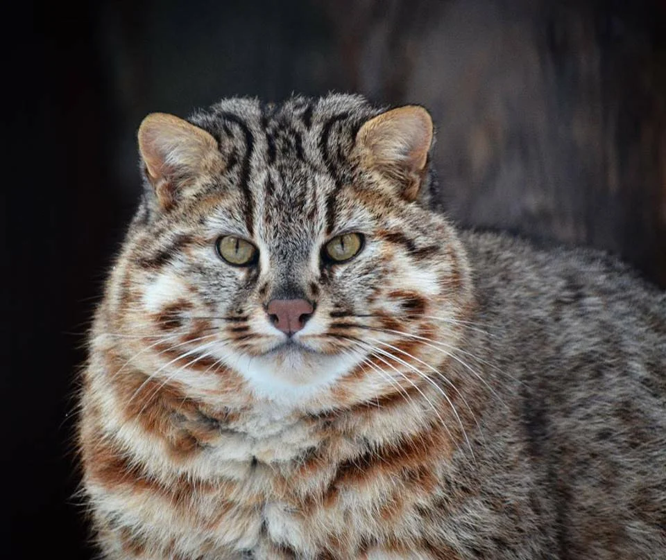 Amur cat: In the taiga, even seals kill roe deer - cat, Animals, Taiga, Longpost