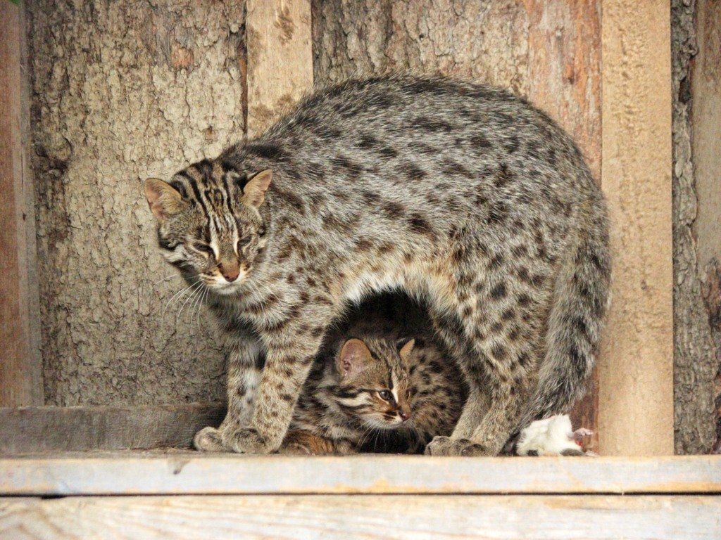 Амурская кошка: В тайге даже котики валят косуль | Пикабу