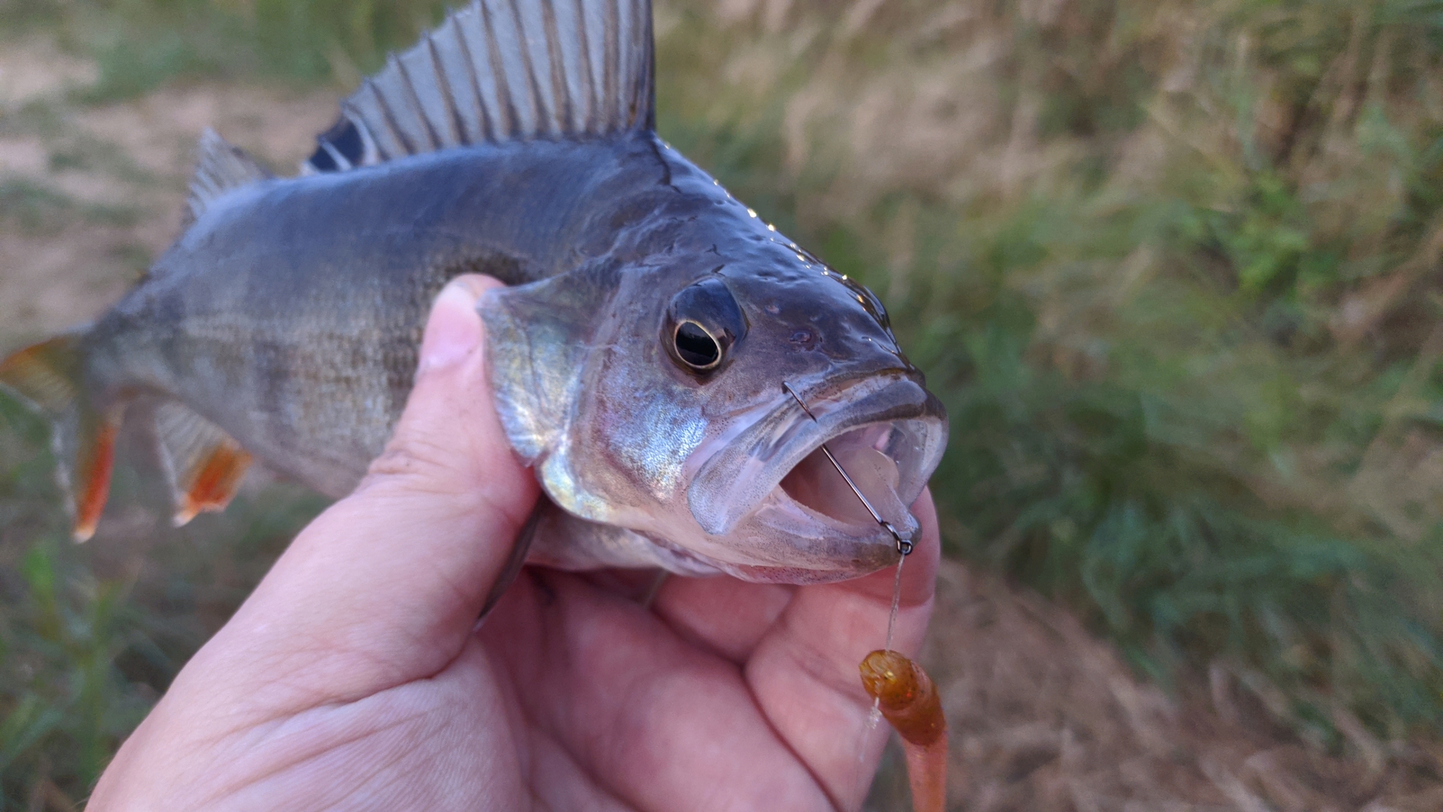 Perch and bait color - My, Fishing, Perch, Spinning, Morning, Longpost