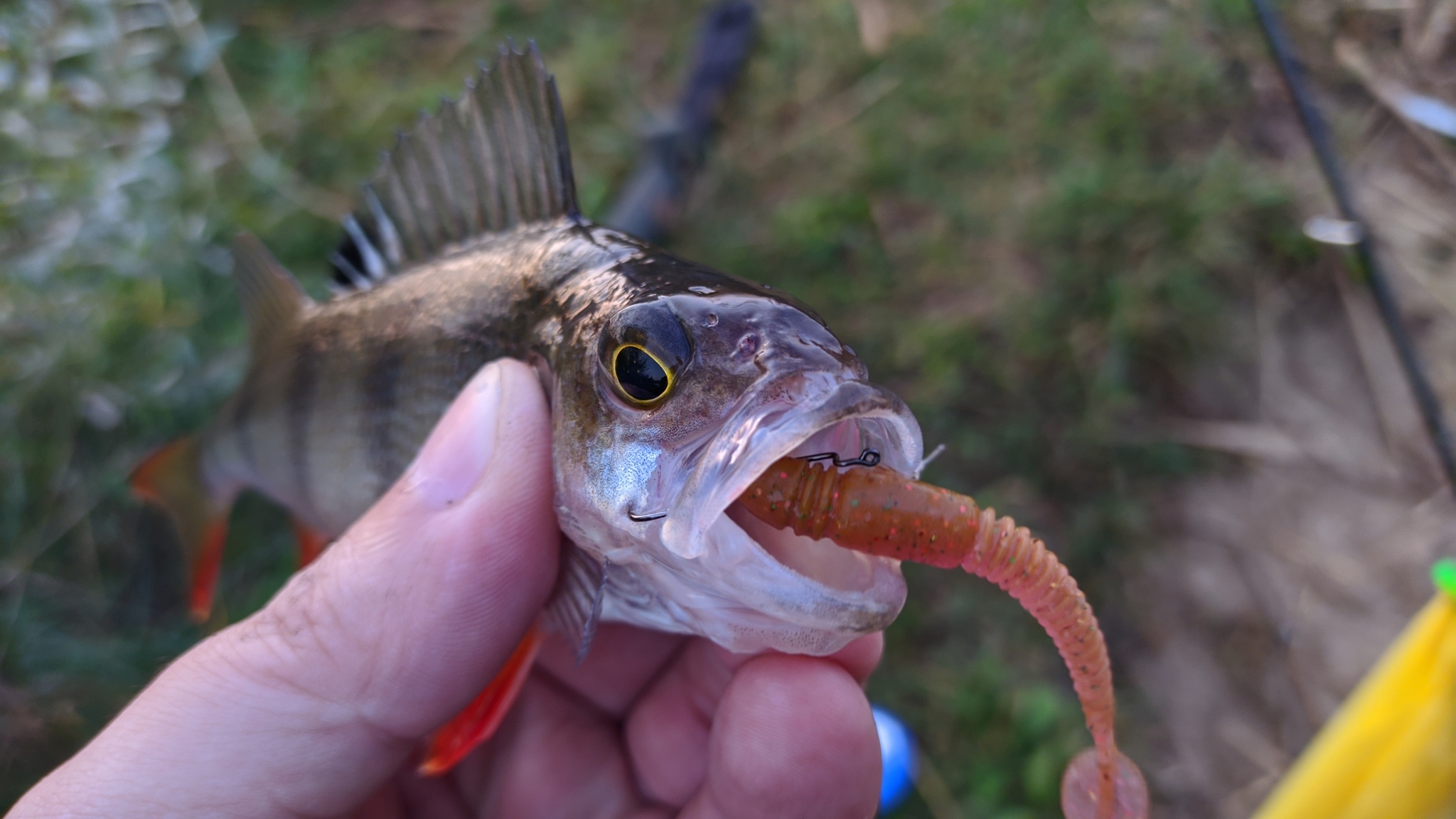 Perch and bait color - My, Fishing, Perch, Spinning, Morning, Longpost