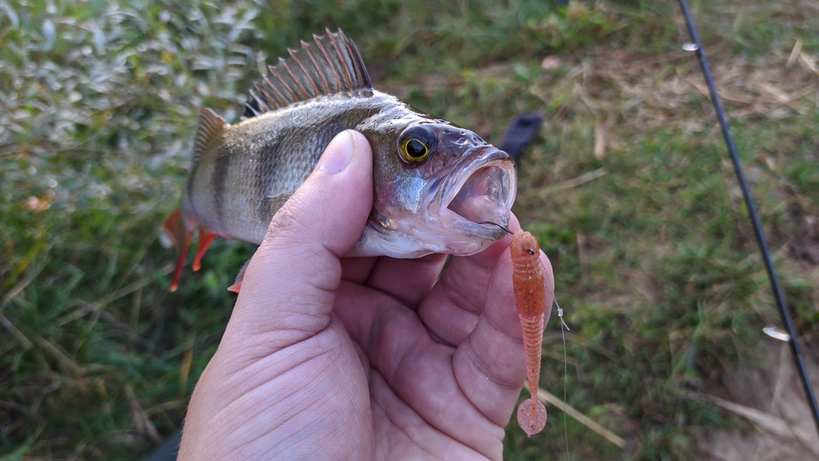 Perch and bait color - My, Fishing, Perch, Spinning, Morning, Longpost