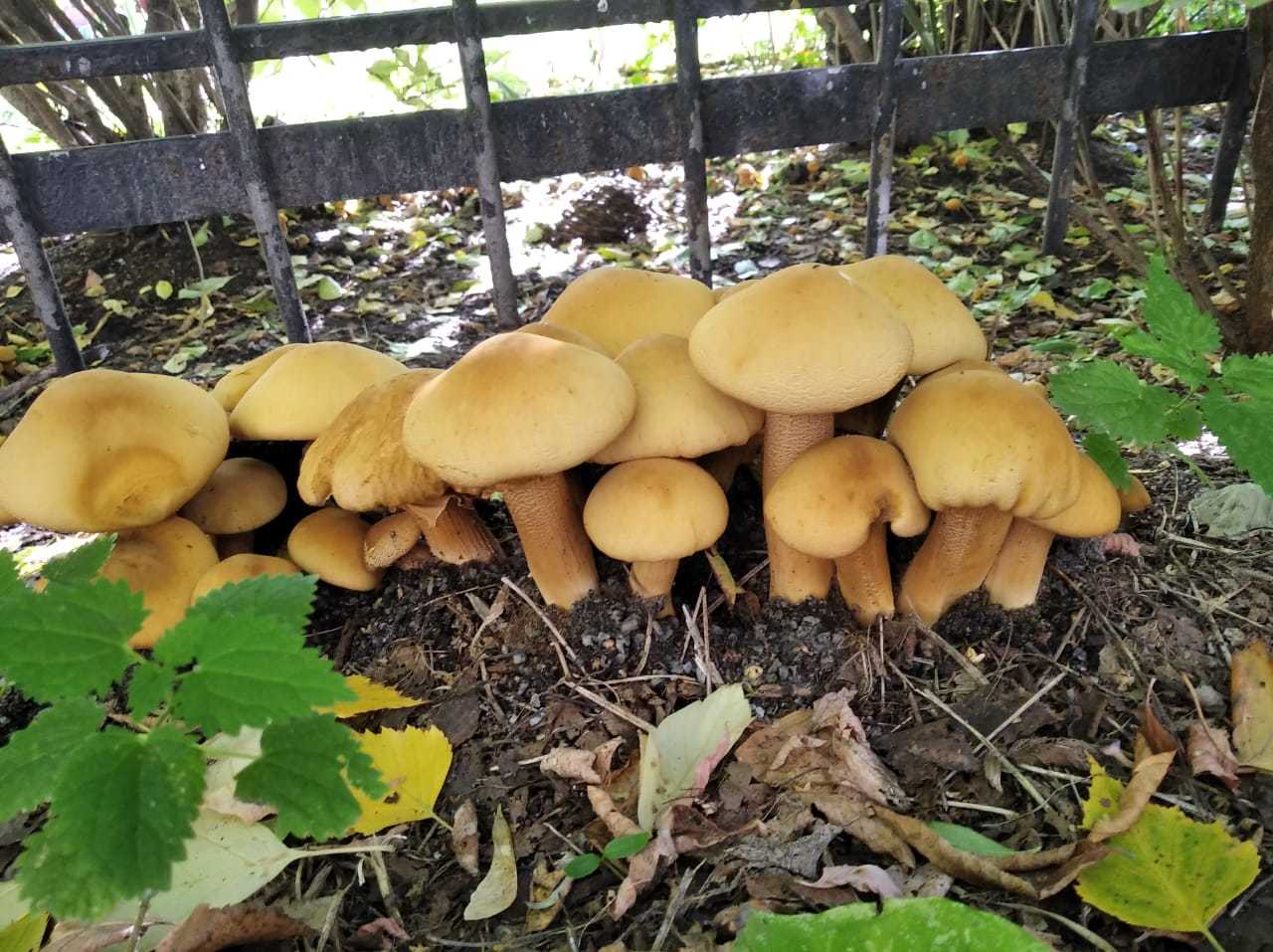 What kind of mushrooms? - What's this?, Mushrooms, Longpost