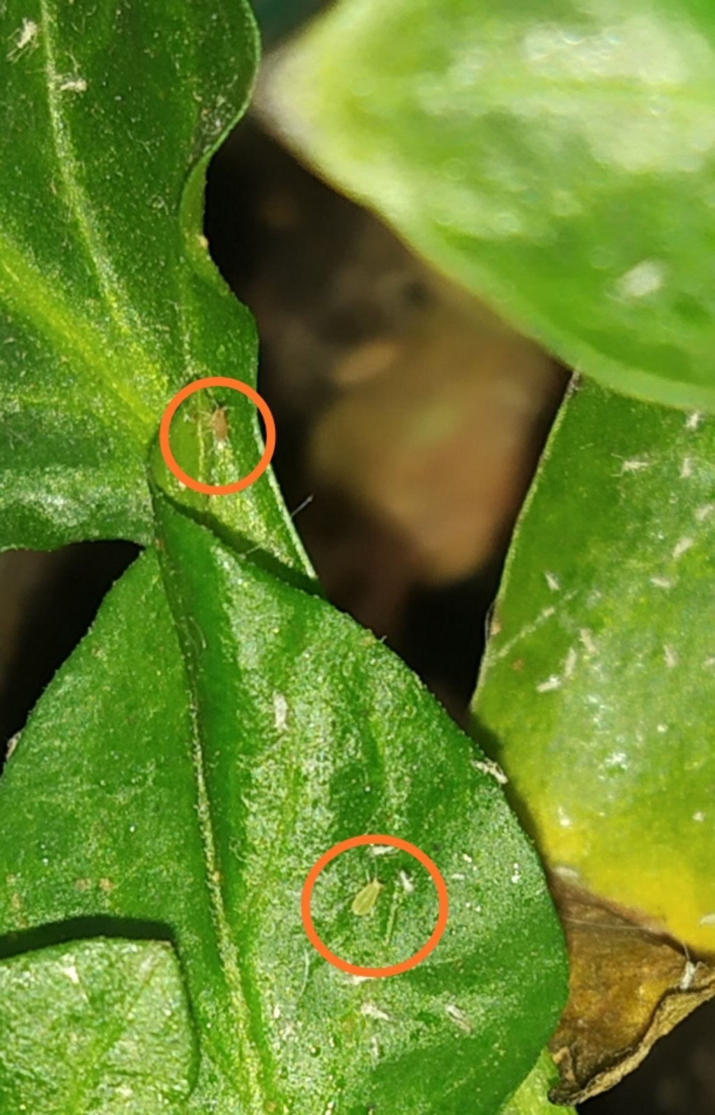 Who are they?? - My, Pepper, Gardening, Parasites, Chile, Longpost