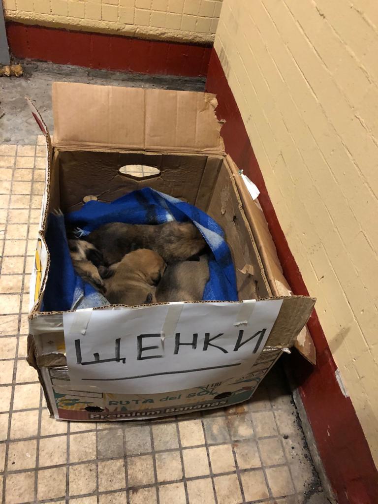 Urgently! Right now, puppies in a box are waiting for their owners and are freezing (Moscow) - My, Urgently, Puppies, In good hands, Longpost, Dog, Moscow, Medvedkovo, No rating