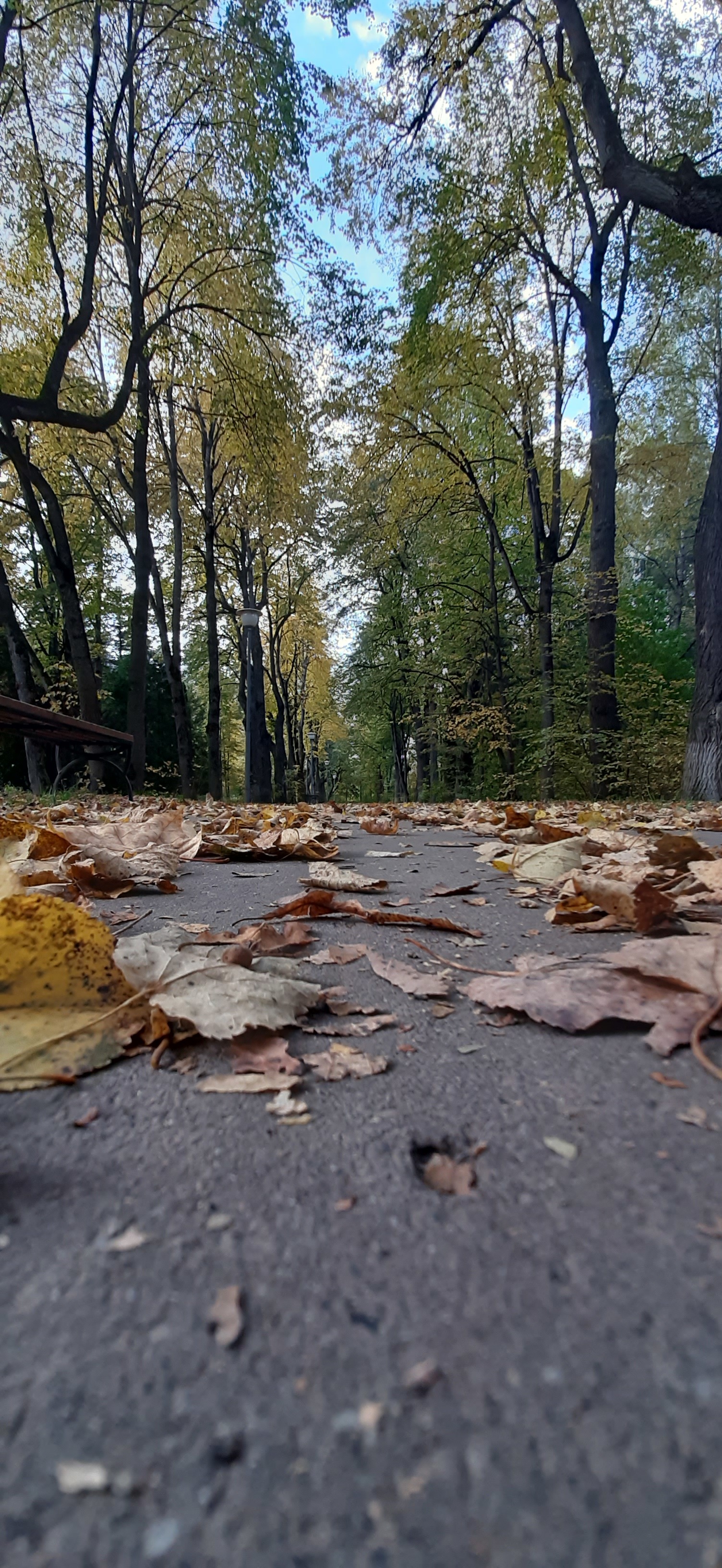 September... - My, The photo, Mobile photography, Autumn, Longpost, Autumn leaves