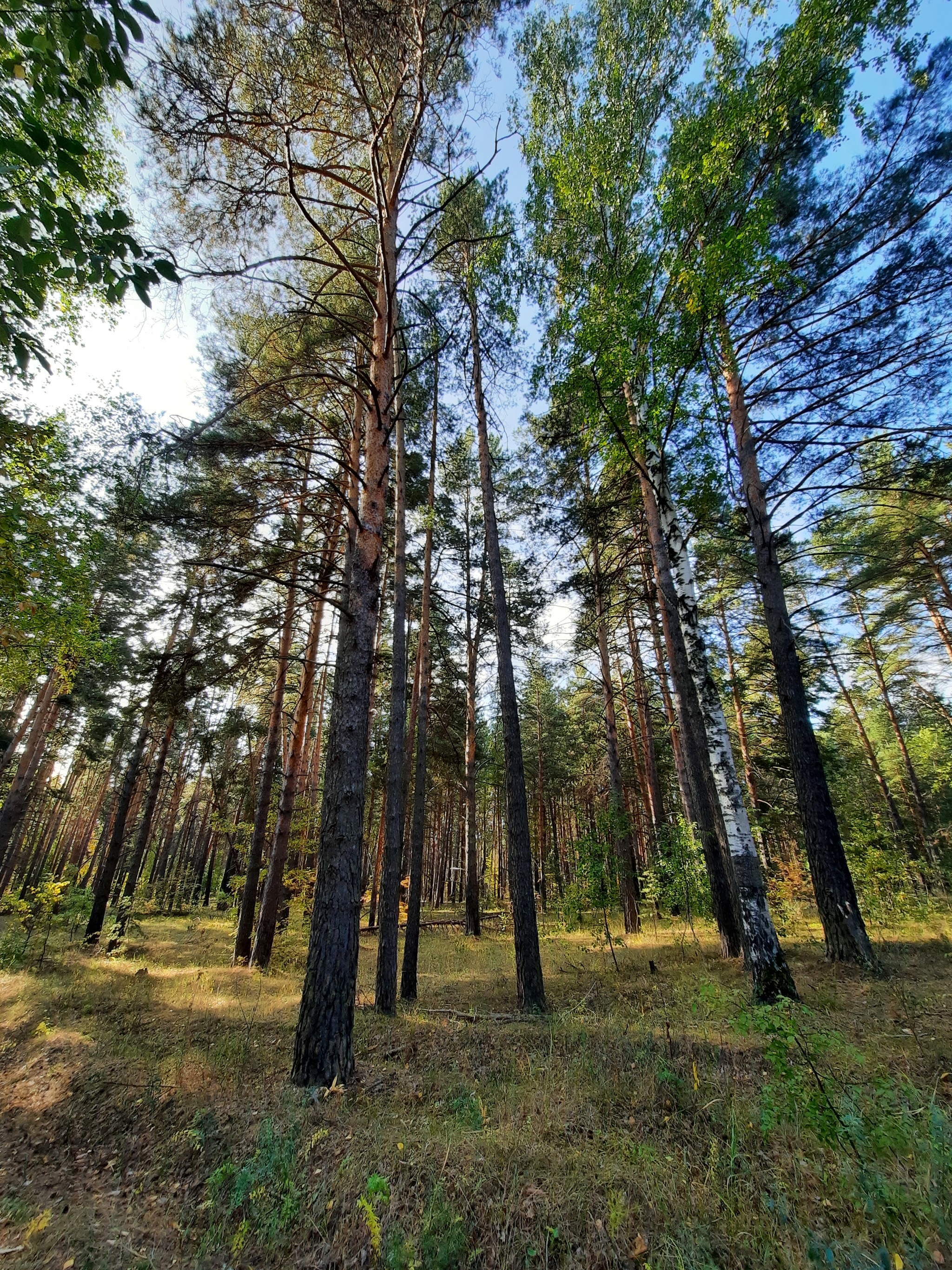 Муранский лес Самарская область